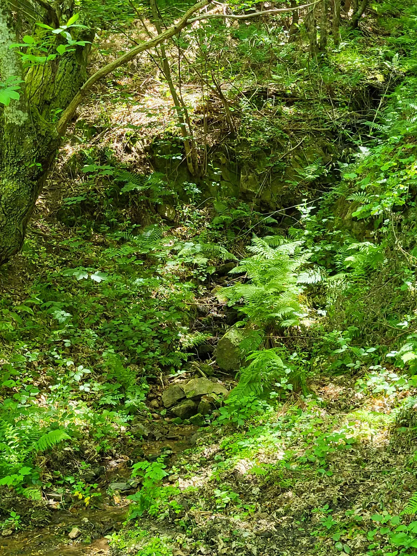 Ferme ancienne à rénover avec 9 hectares près du Cheylard en Ardèche 