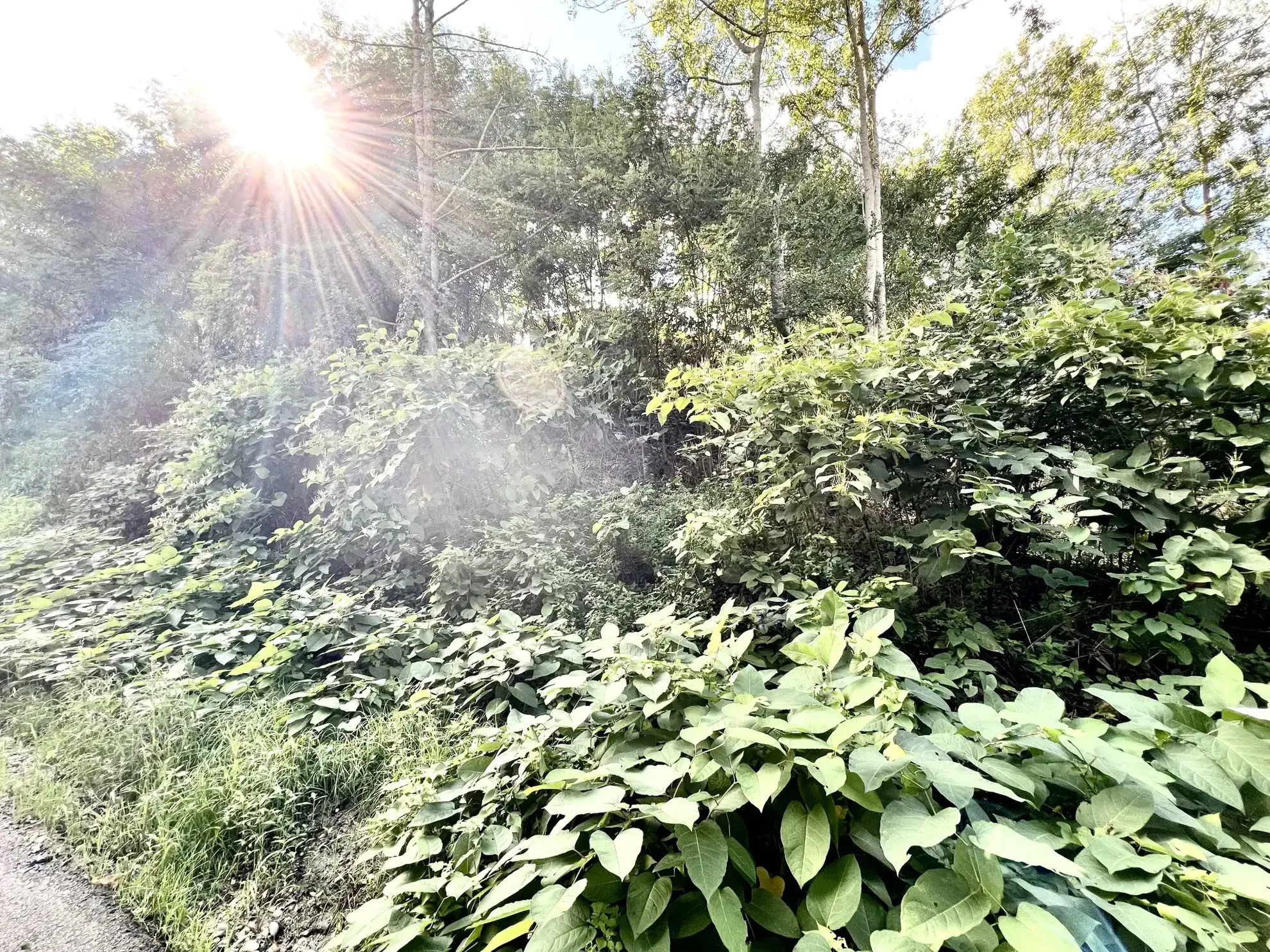 Terrain à vendre de 2990m² à Vienne avec piscine et cadre naturel exceptionnel 