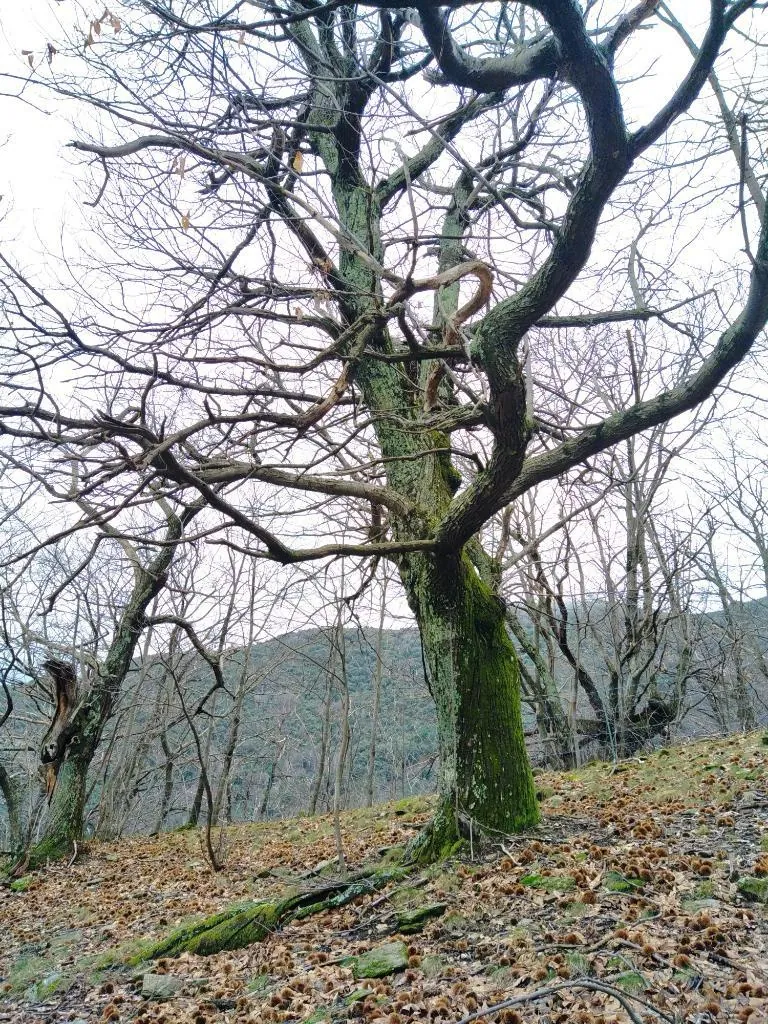 Vente ancien verger de châtaigniers à Les Vans dans un cadre naturel préservé 