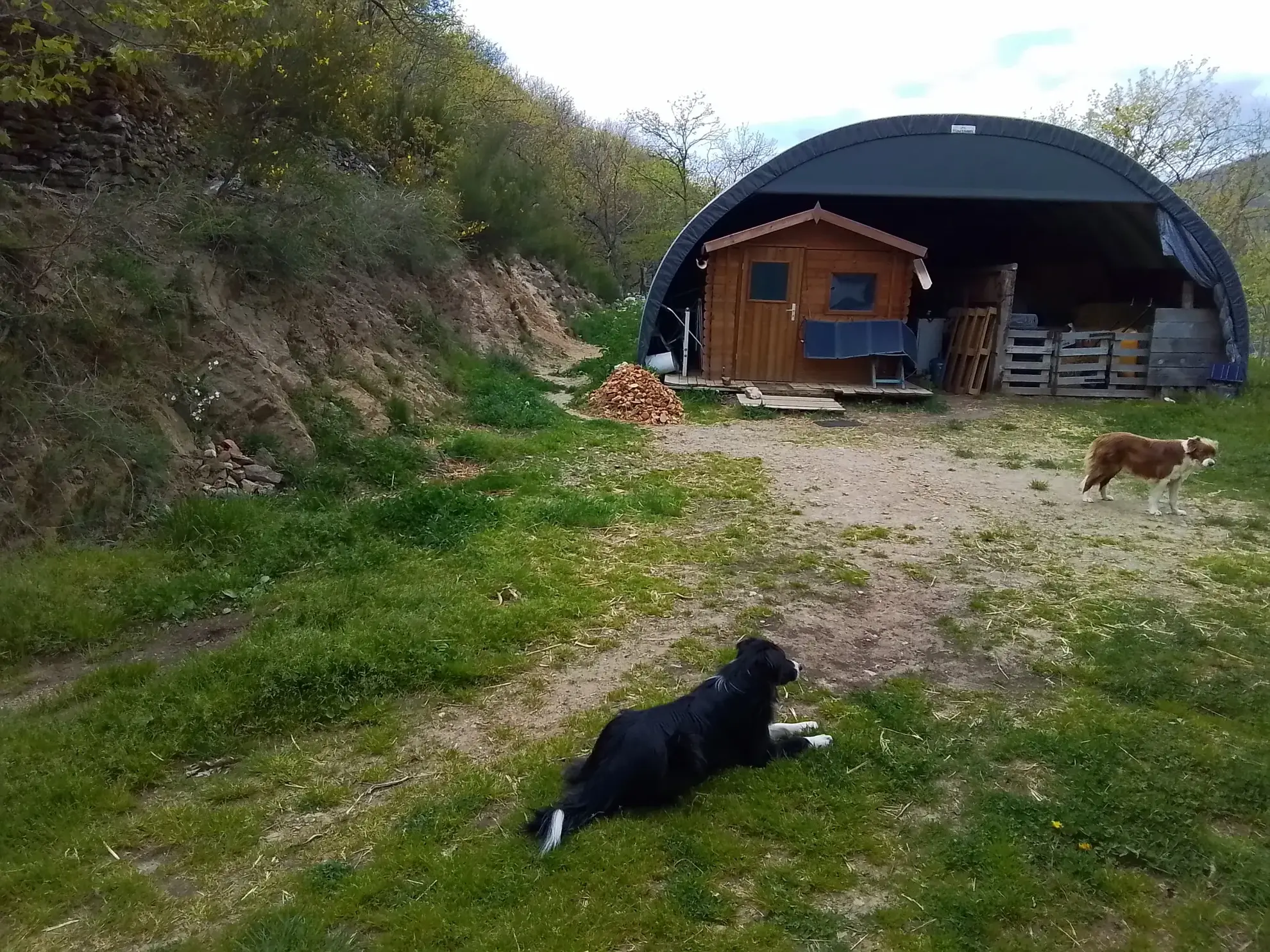 Vente ancien verger de châtaigniers à Les Vans dans un cadre naturel préservé 