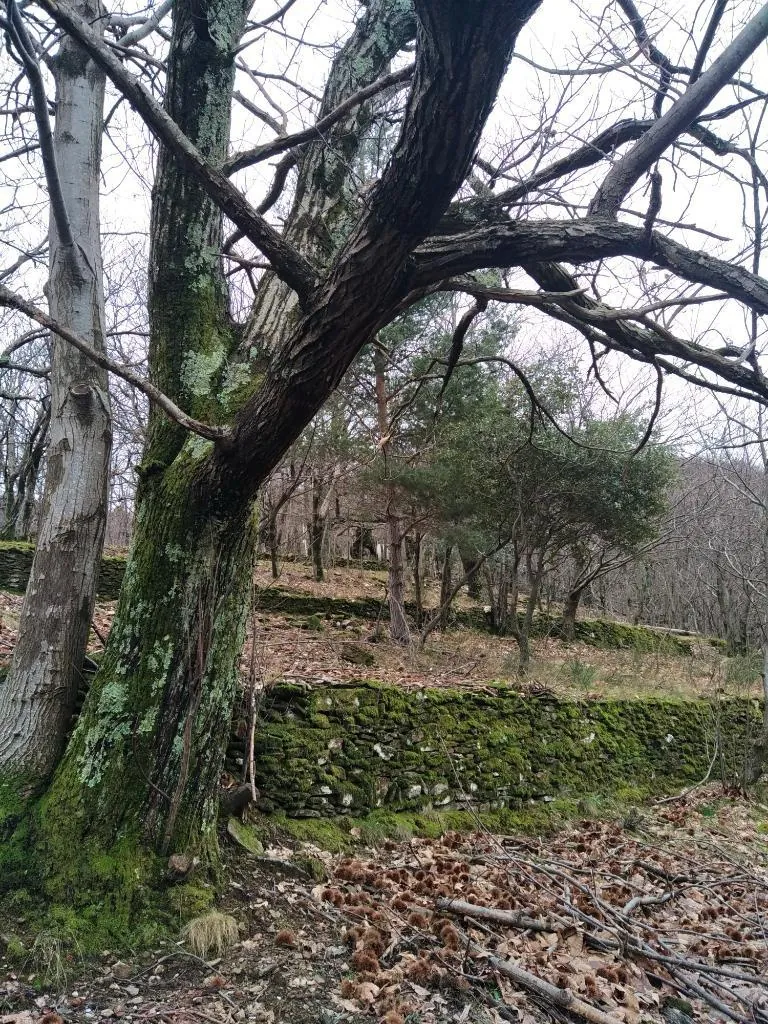 Vente ancien verger de châtaigniers à Les Vans dans un cadre naturel préservé 