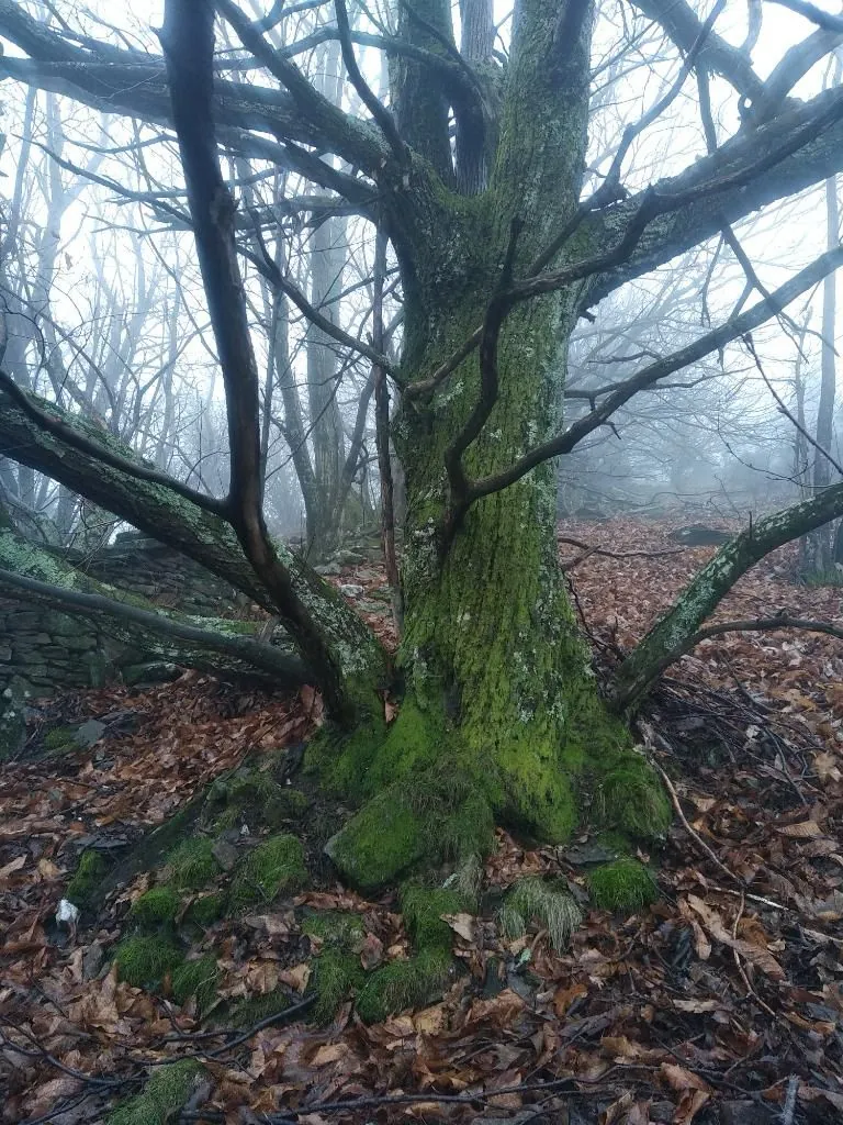 Vente ancien verger de châtaigniers à Les Vans dans un cadre naturel préservé 