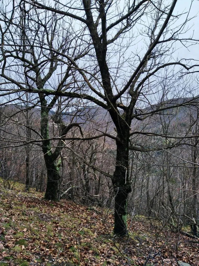 Vente ancien verger de châtaigniers à Les Vans dans un cadre naturel préservé 