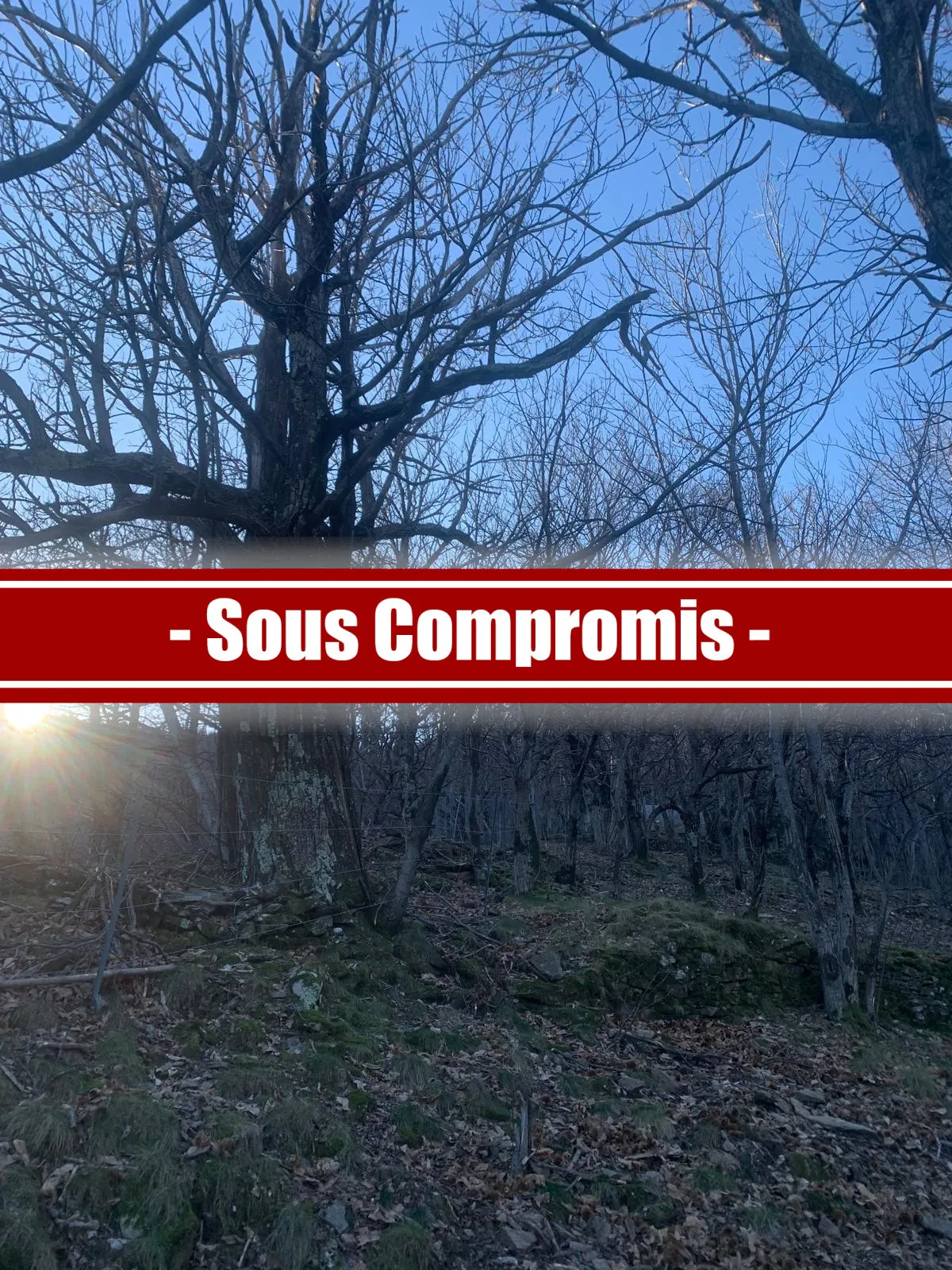 Vente ancien verger de châtaigniers à Les Vans dans un cadre naturel préservé