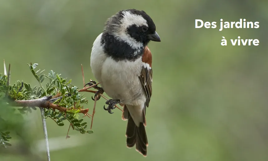 Studio lumineux de 29,55 m² avec jardin à Le Plessis-Robinson, livraison janvier 2027