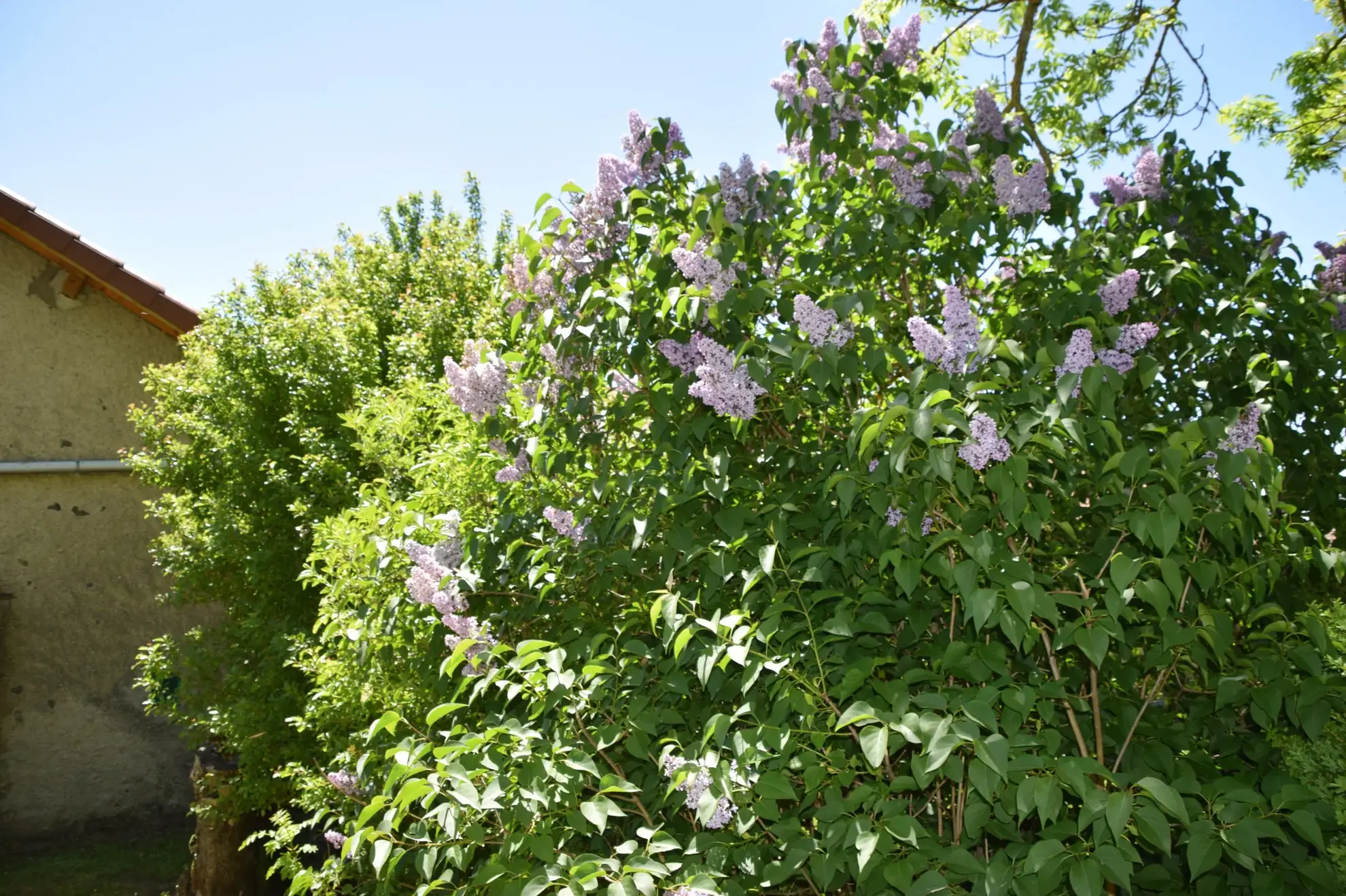 Ferme rénovée en Ardèche avec dépendances et vue montagne – Opportunité rare 