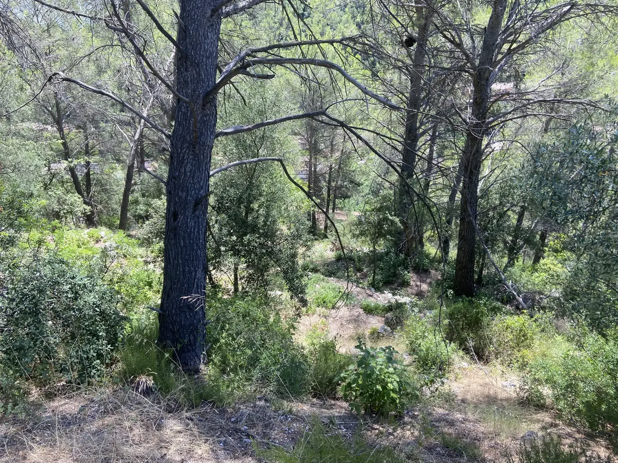 Terrain constructible de 1354 m² à Sollies Toucas – Vue dégagée, exposition sud 