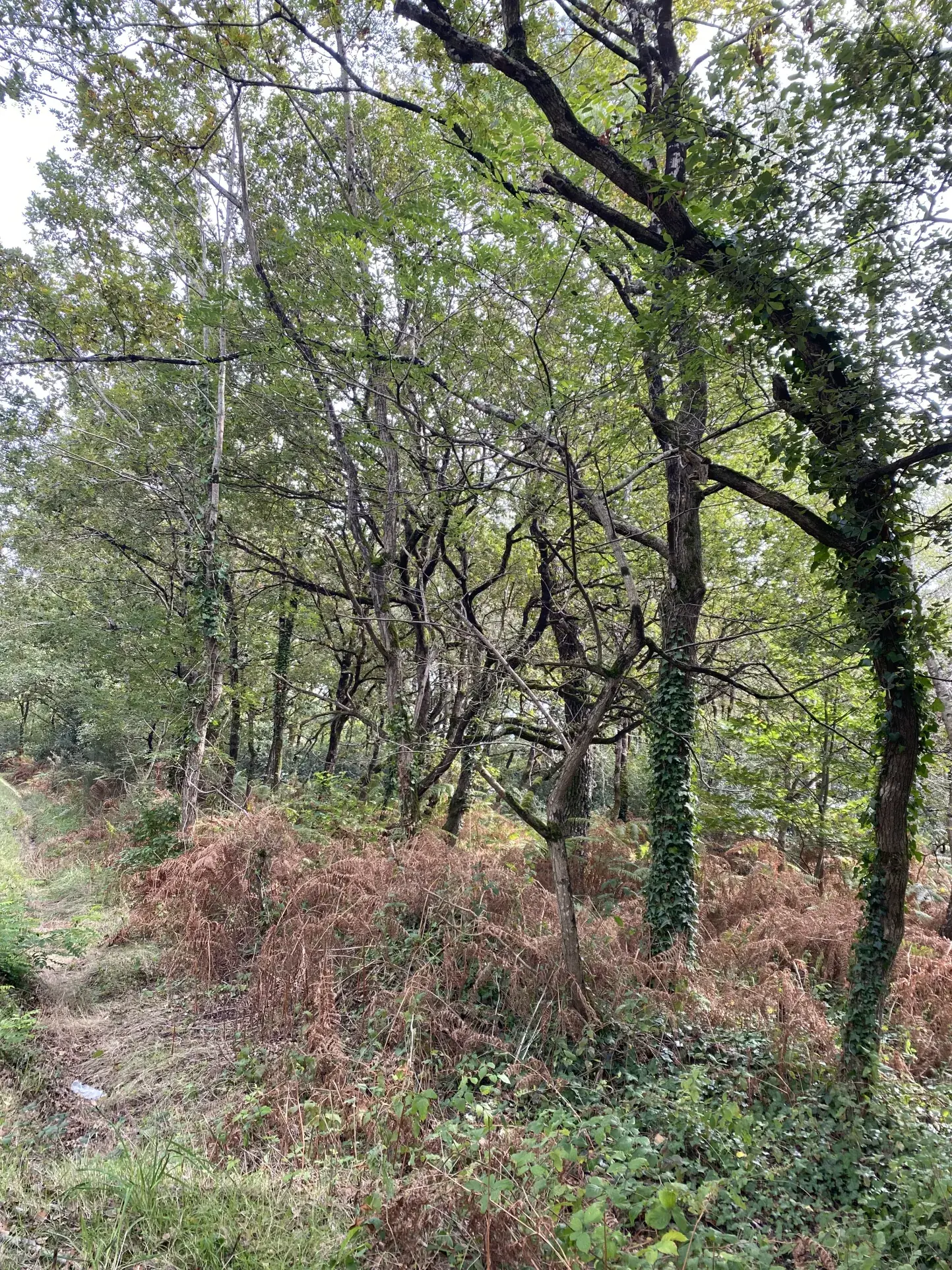 Terrain boisé de 14 000 m² à Soullans - Zoned N, idéal pour projets nature 