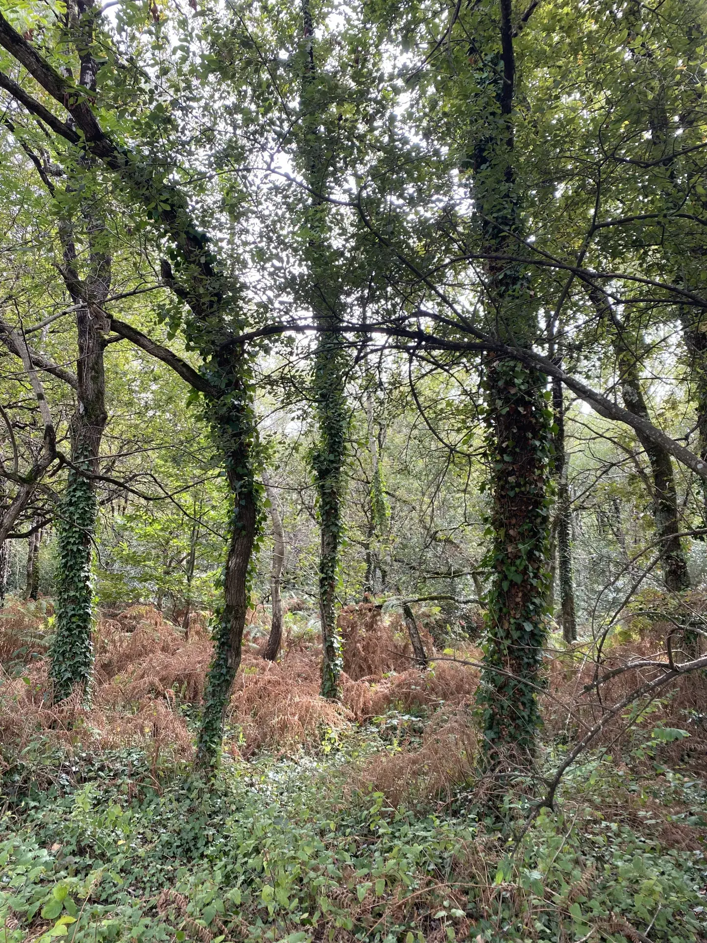 Terrain boisé de 14 000 m² à Soullans - Zoned N, idéal pour projets nature