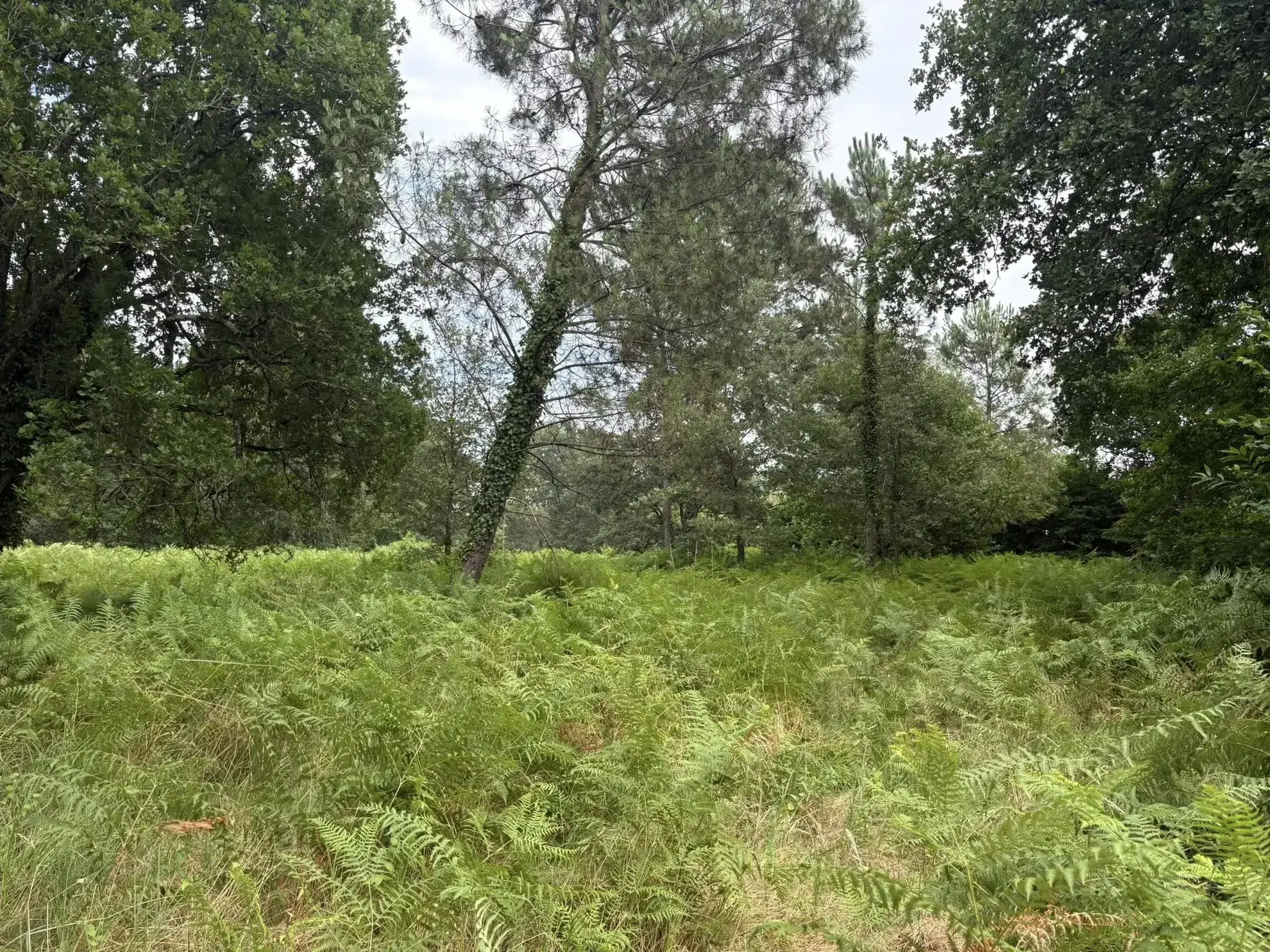 Terrain constructible à Pouydesseaux à vendre, environnement calme et proche Mont-de-Marsan 