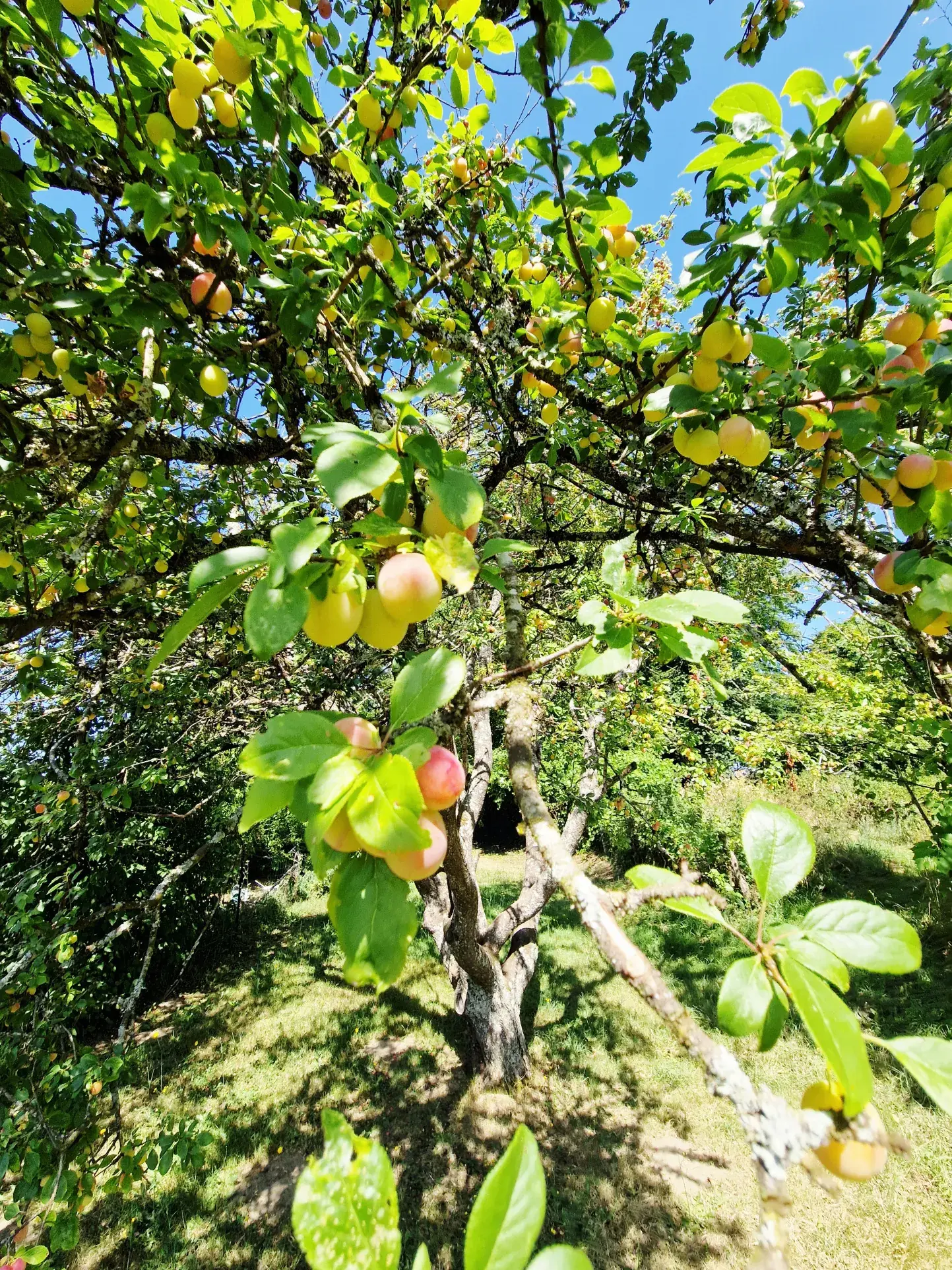 Authentique maison du 18ème siècle avec jardin et charme historique dans le Grand Est 