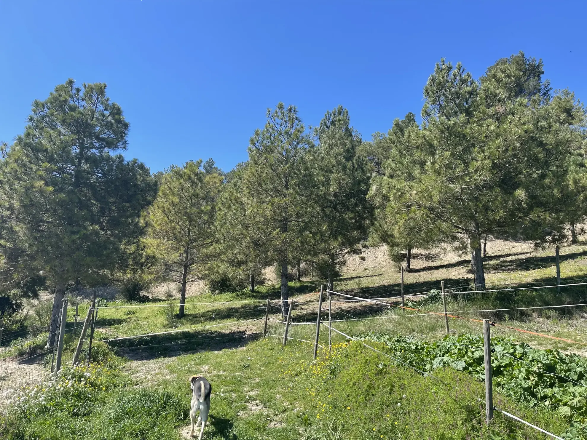 Propriété équestre de 3 hectares avec vue sur les Pyrénées à Limoux 