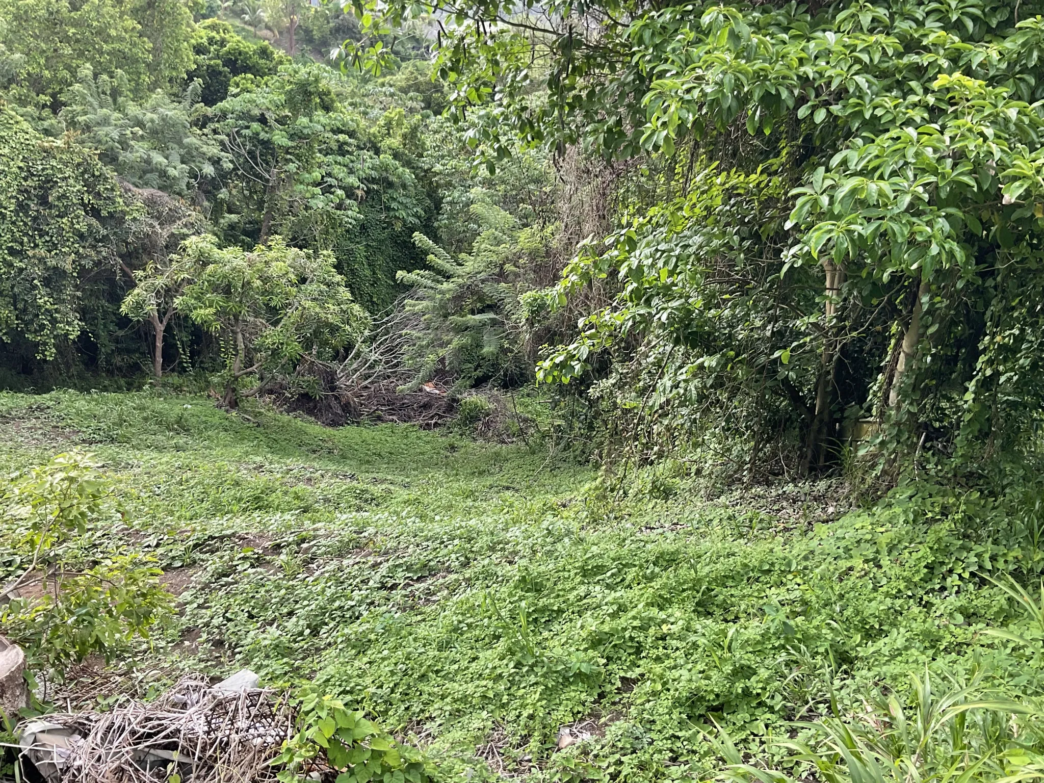 Terrain constructible de 999 m² avec vue mer au François - Opportunité à saisir 