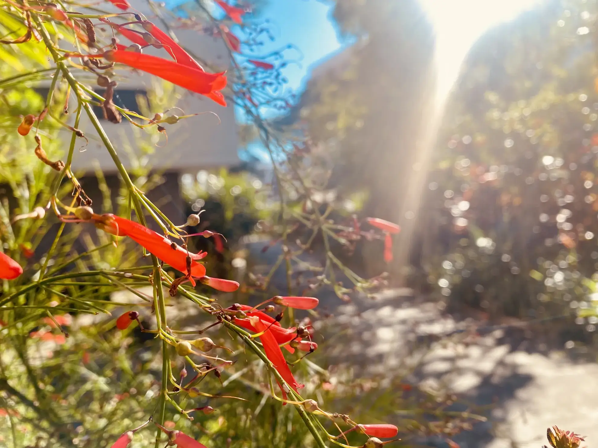 Parcelles à bâtir à Sainte Marie, proximité golf et commodités - Jardin du Golf 