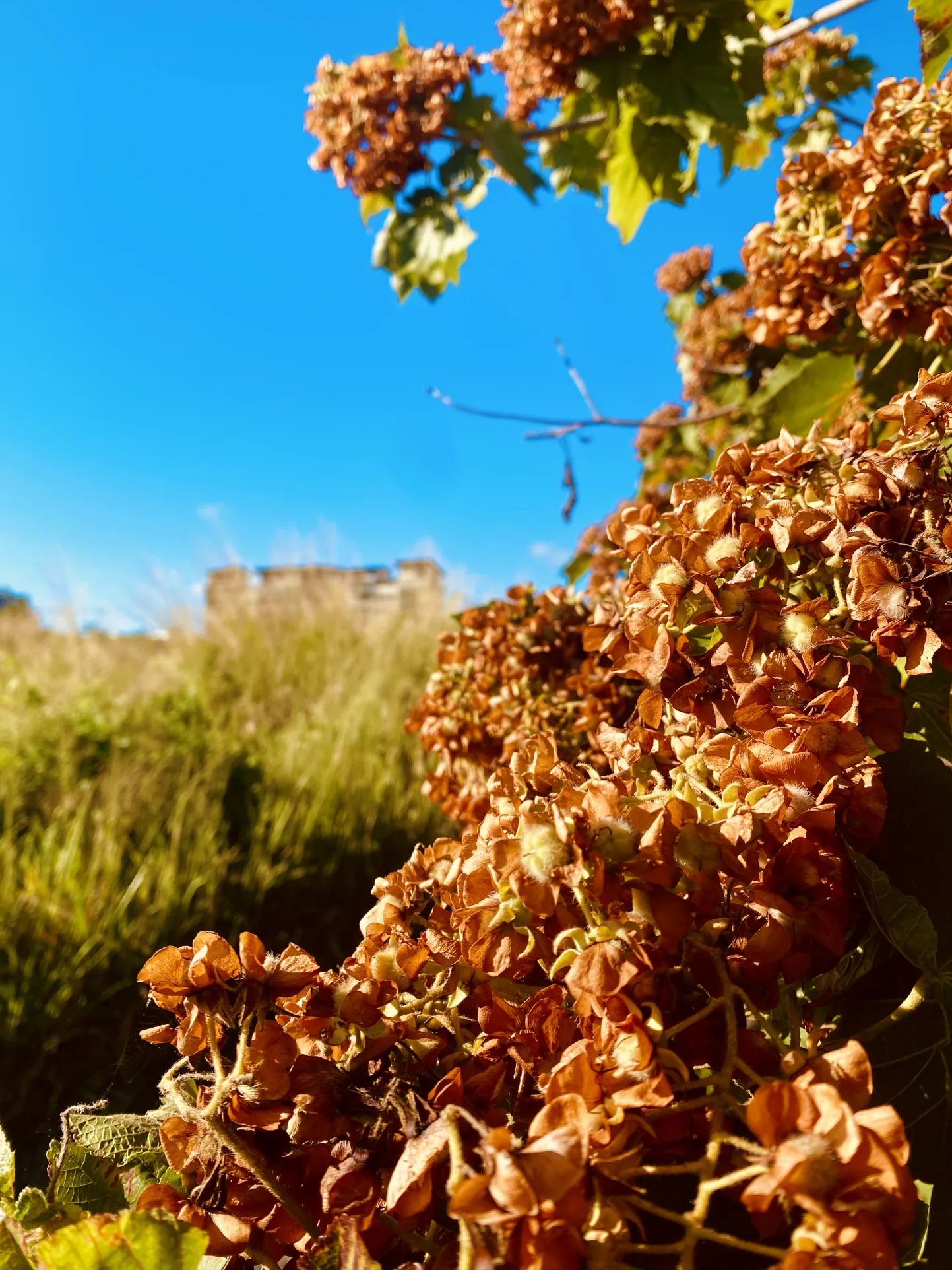 Parcelles à bâtir à Sainte Marie, proximité golf et commodités - Jardin du Golf 