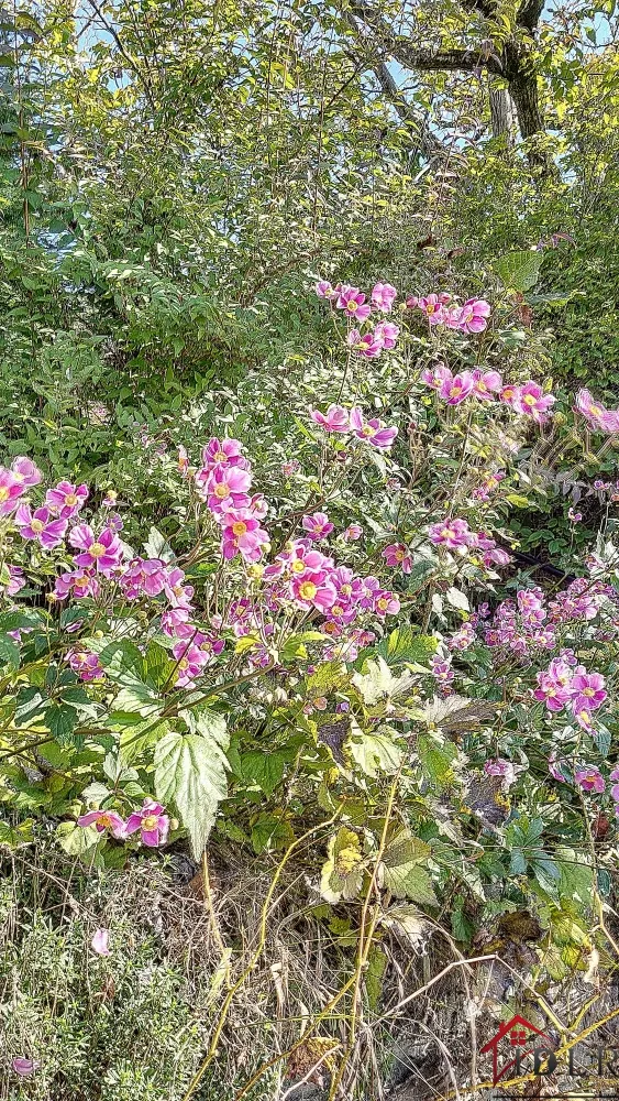 Belle maison familiale à Frotey-lès-Vesoul avec jardin et plusieurs parking 