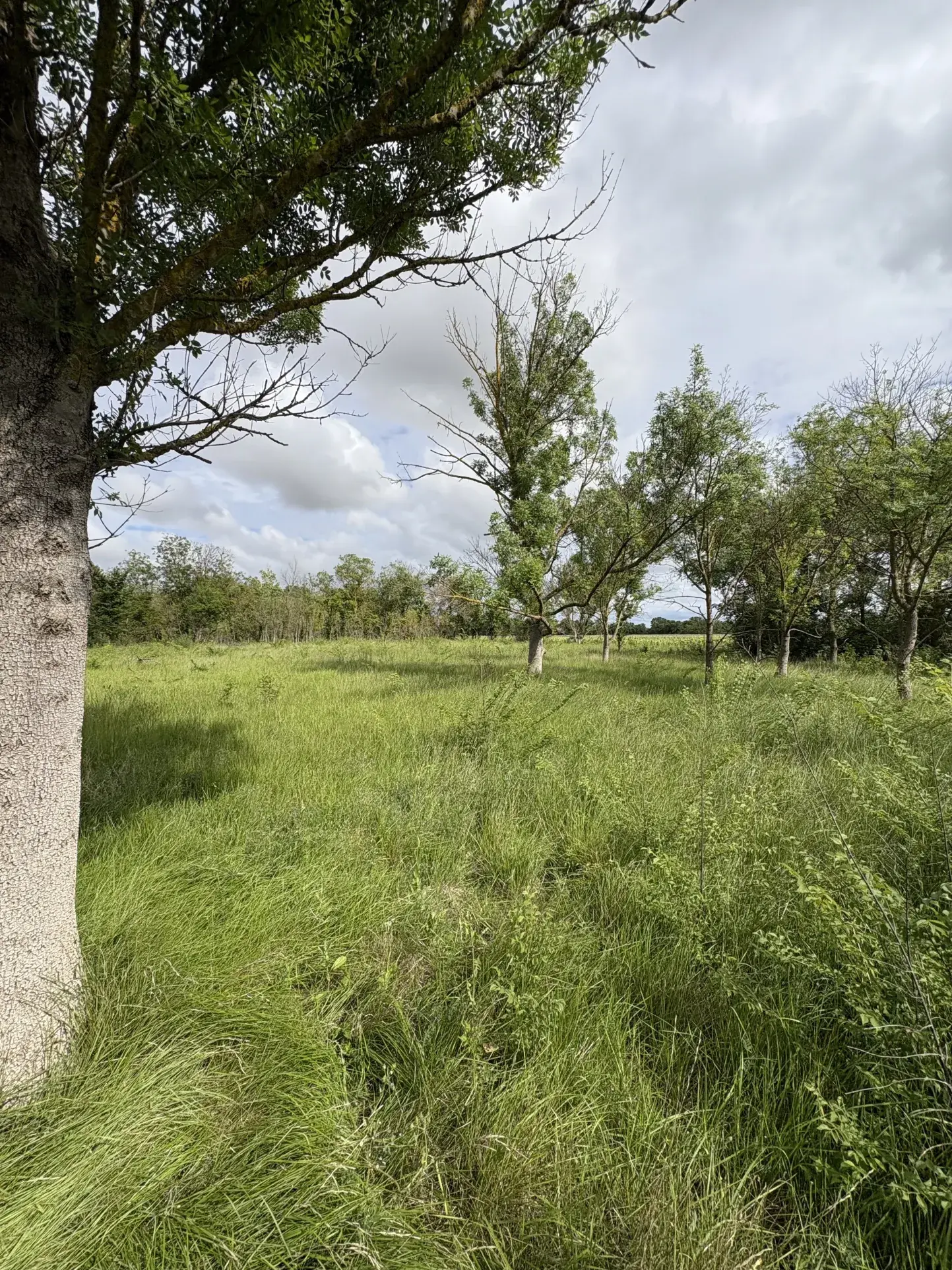 Terrain constructible de 3800 m² à Florensac, proche plages