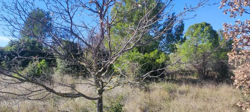 7 terrains agricoles à Nébian – Superficie totale de 21 172 m² 