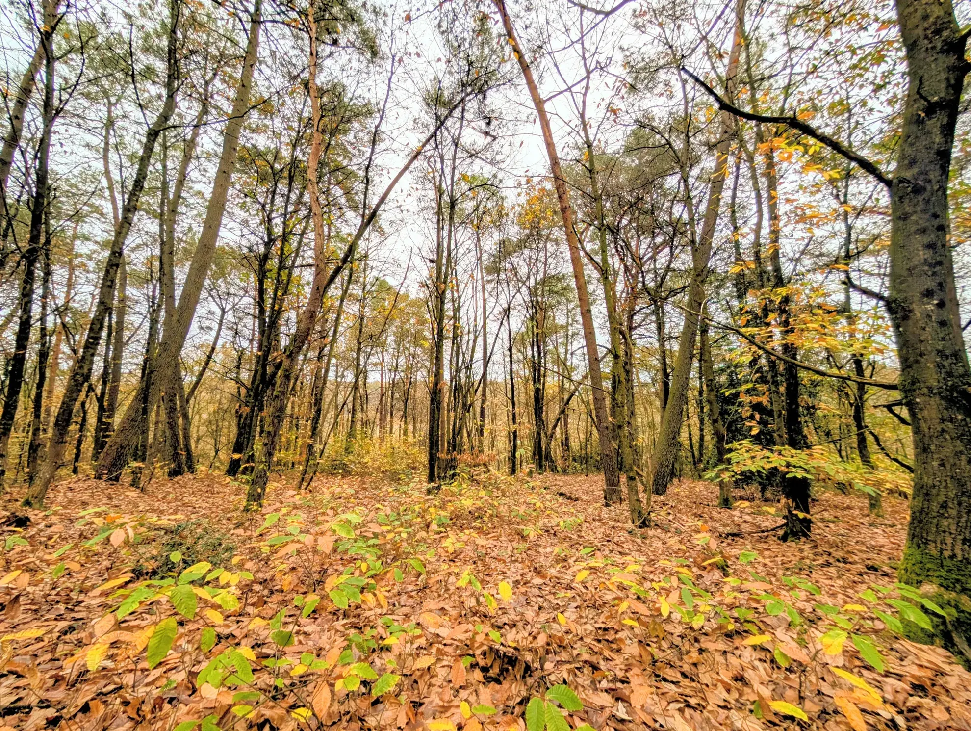 Terrain boisé non constructible à Guer en zone naturelle, idéal pour loisirs 