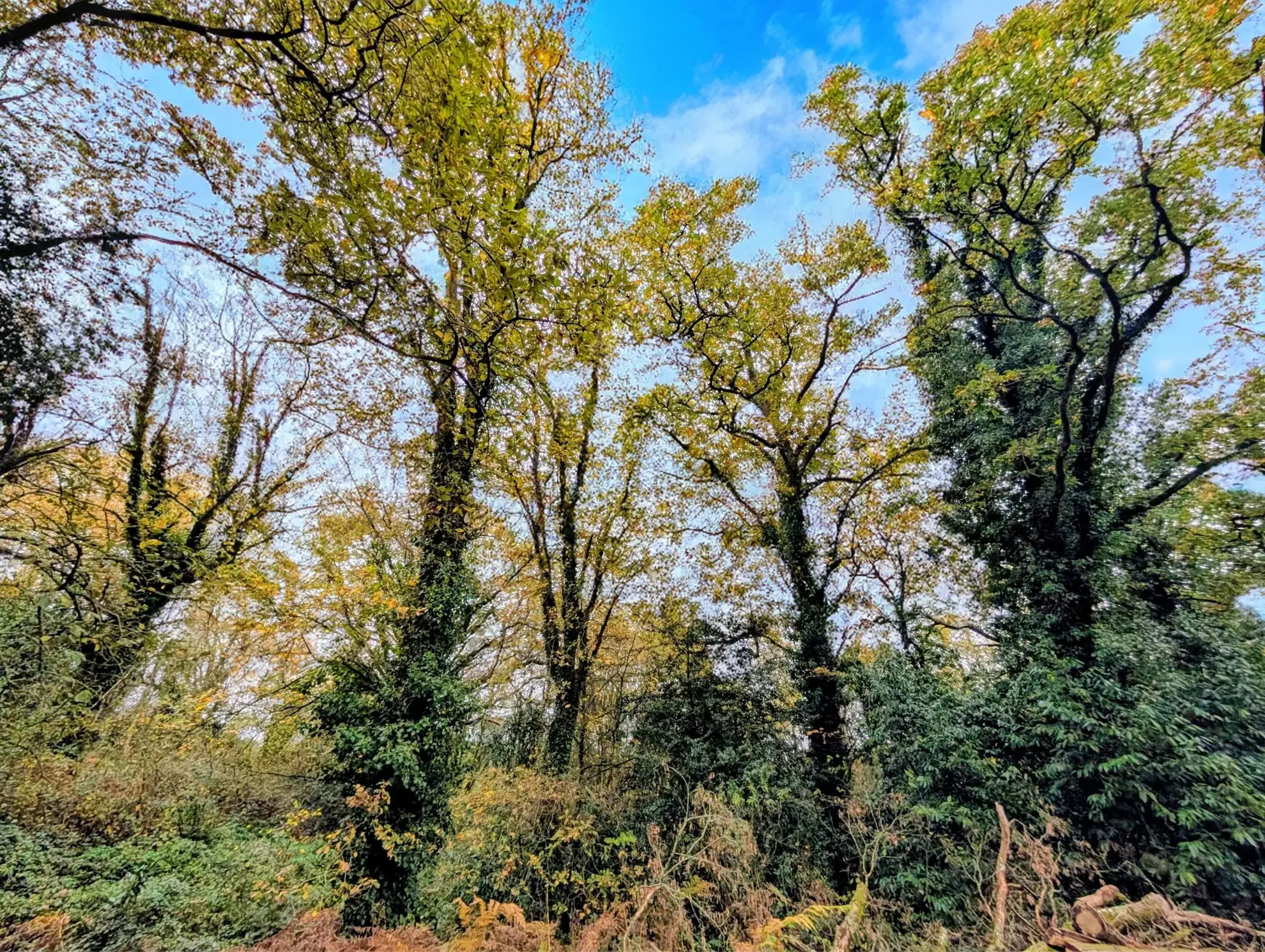 Terrain boisé non constructible à Guer en zone naturelle, idéal pour loisirs 