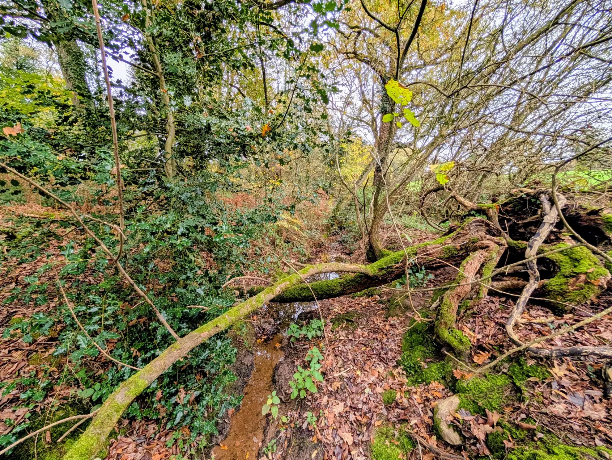 Terrain boisé non constructible à Guer en zone naturelle, idéal pour loisirs 