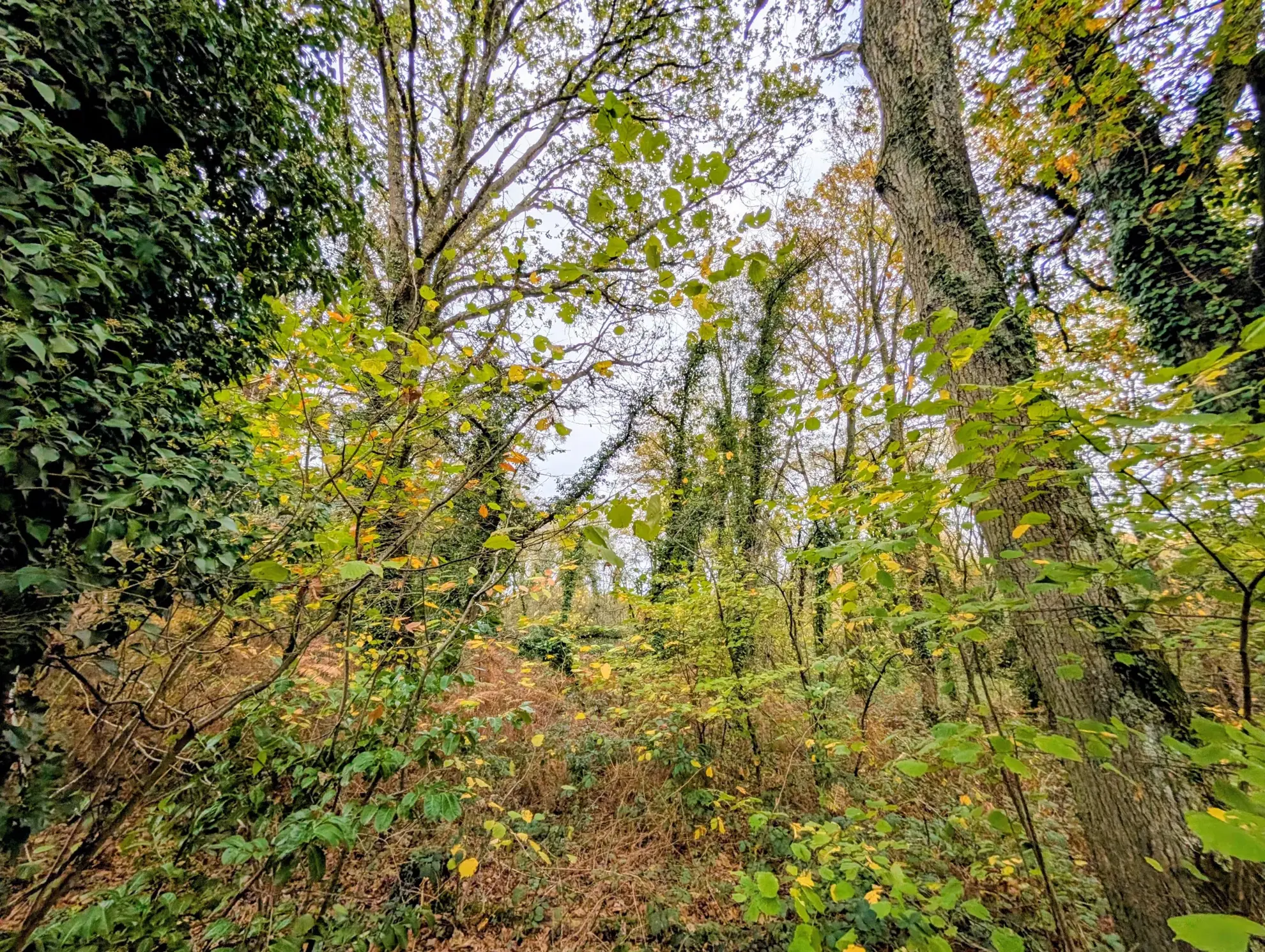 Terrain boisé non constructible à Guer en zone naturelle, idéal pour loisirs 