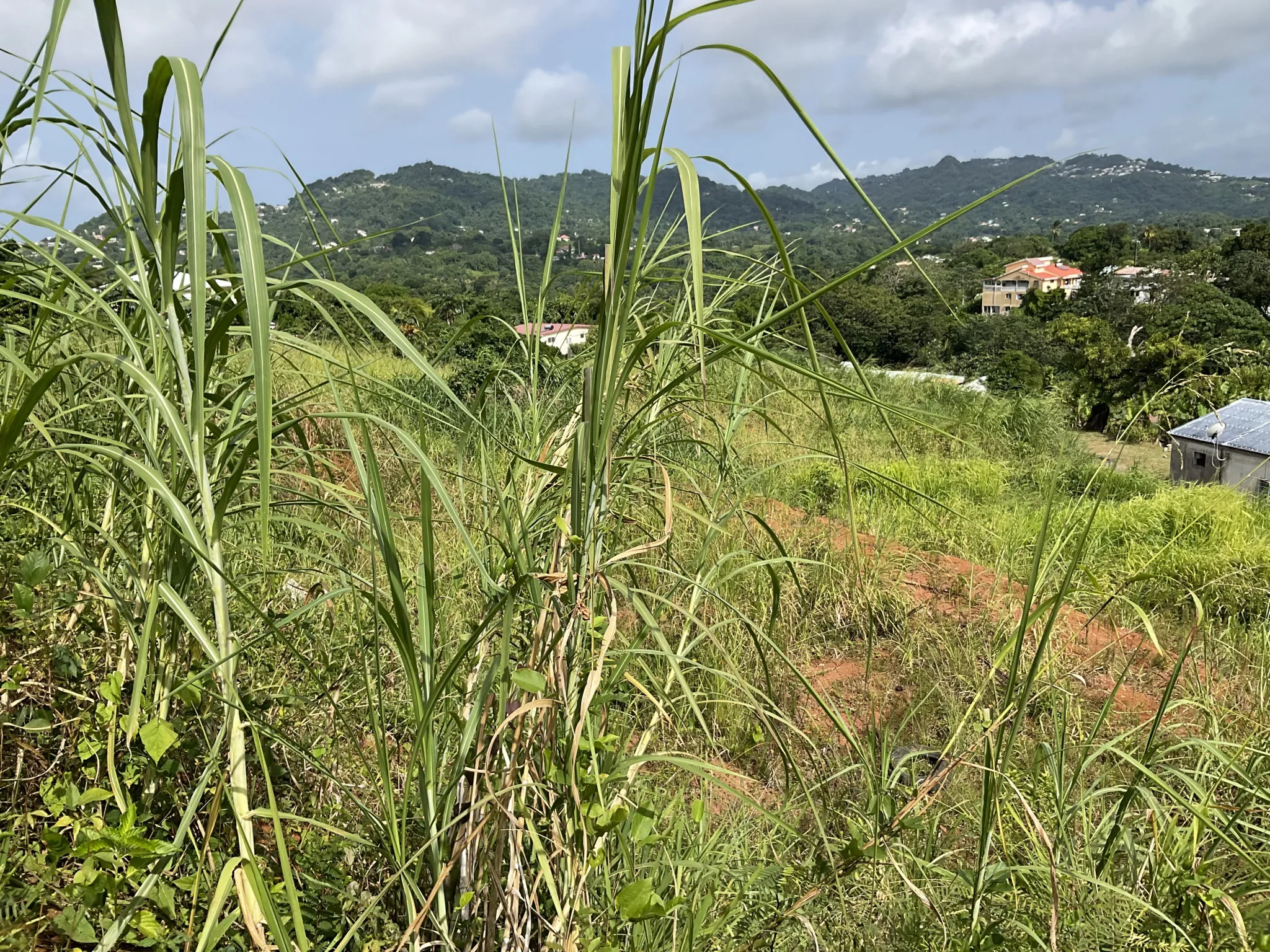 Terrain à bâtir de 495,48 m² au Robert – Vue dégagée et emplacement stratégique 
