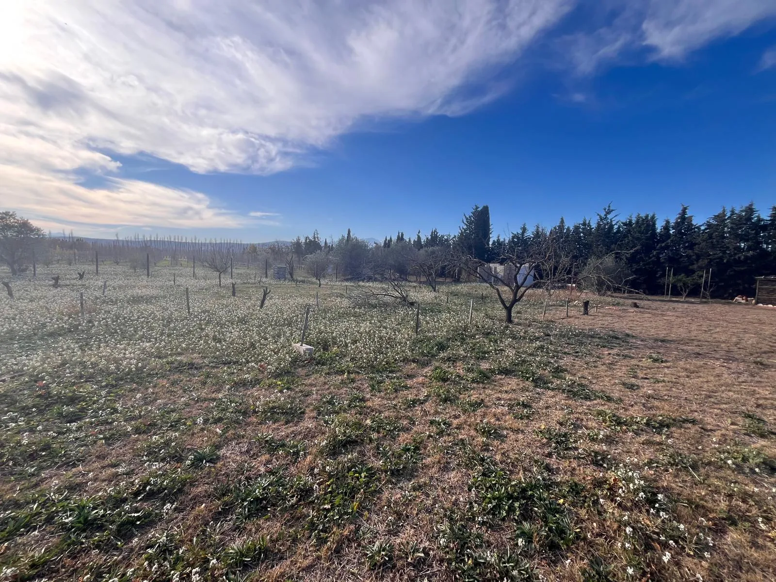 Terrain de loisir de 1995 m² à Thuir avec forage et accès facile 