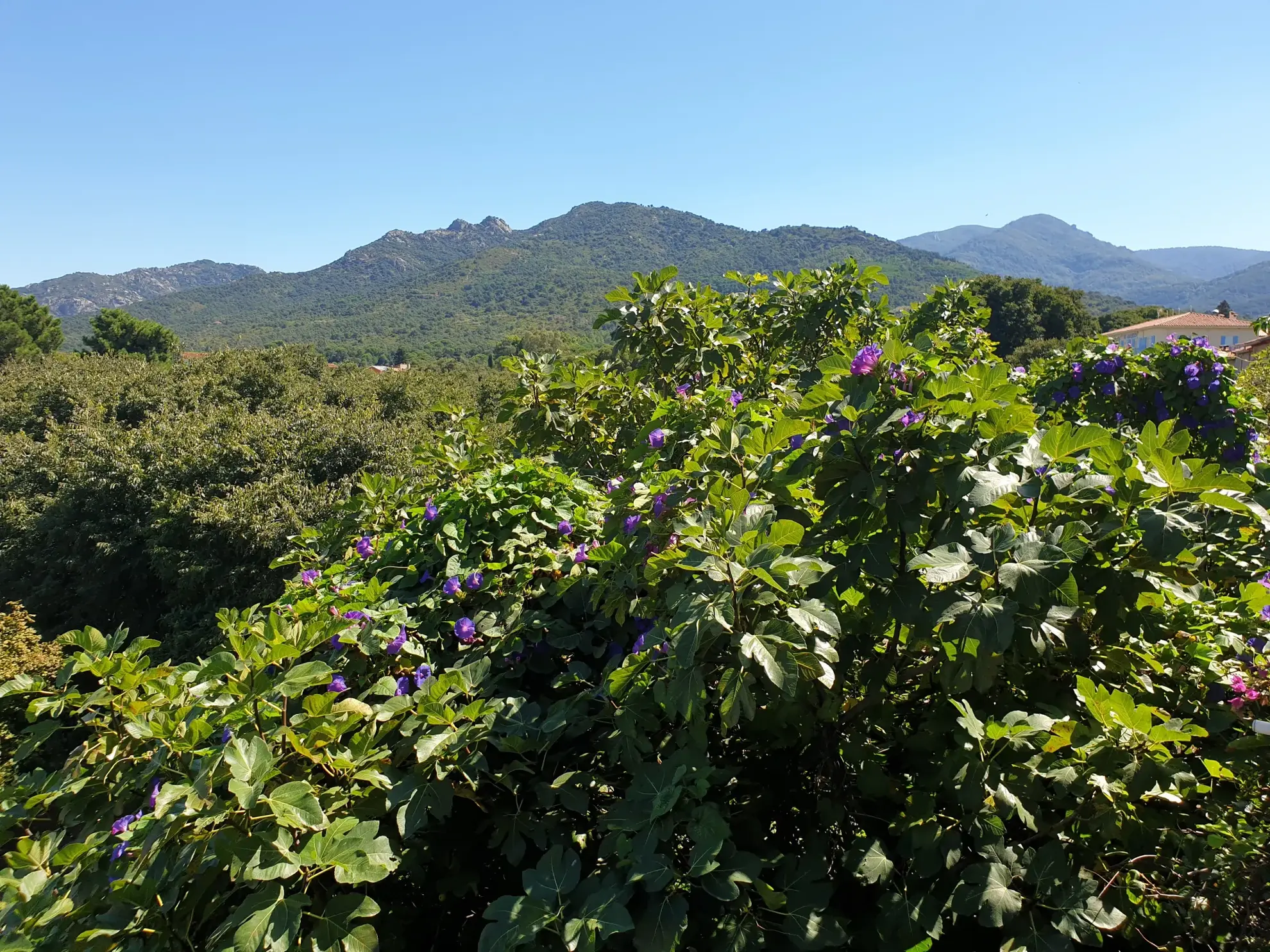 Bel appartement duplex de 68 m² à Sorede avec vue dégagée et cachet ancien 