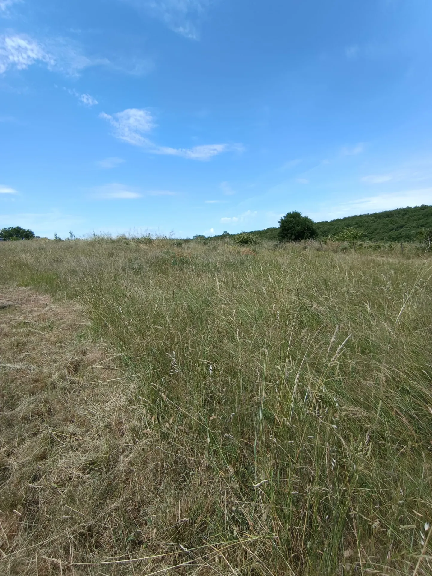 Terrain constructible à Lavilledieu de 6 385 m² avec permis validé en 2024 