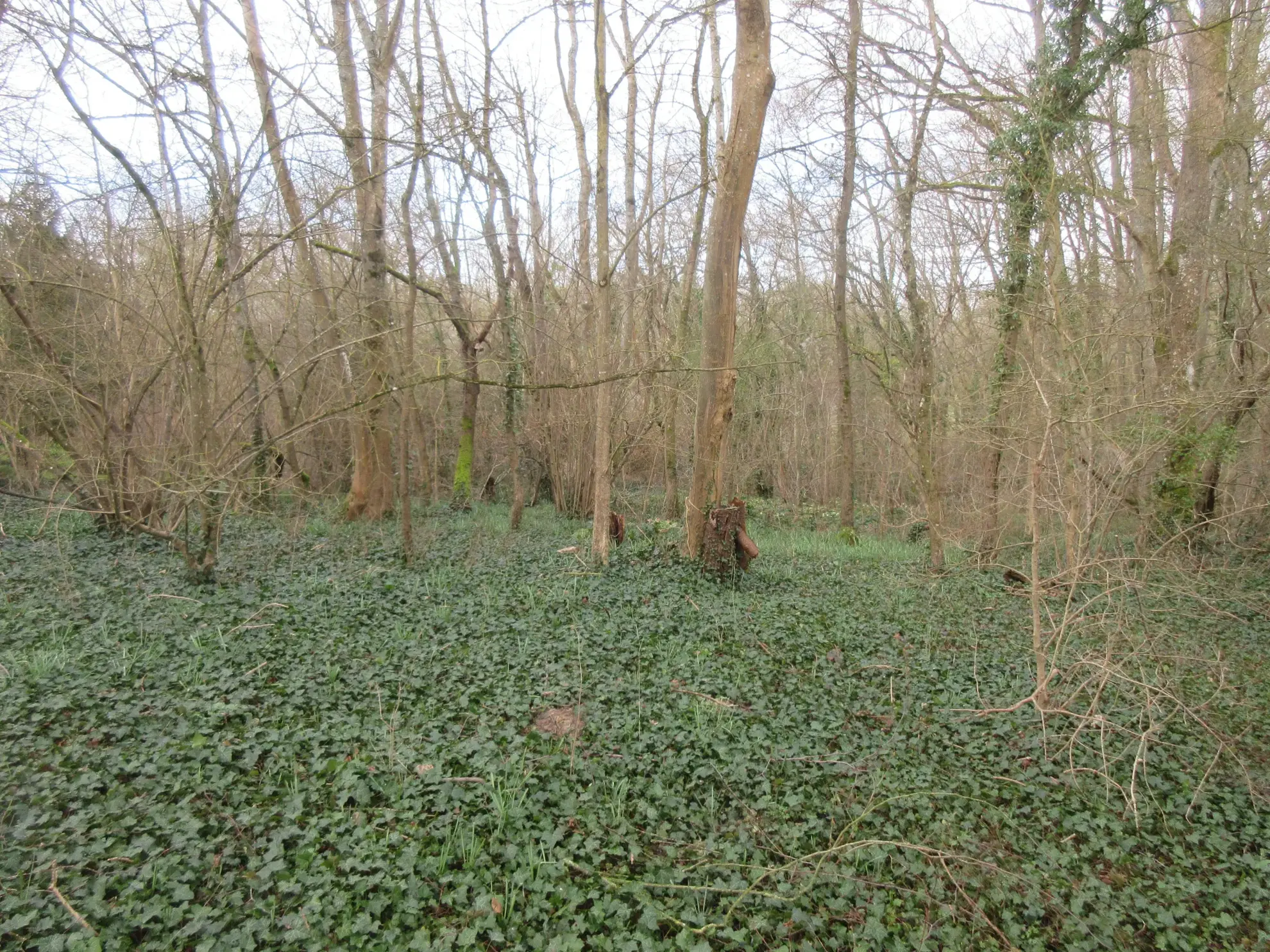 Terrain à bâtir de 3102 m² à Saint-Simeon, au calme