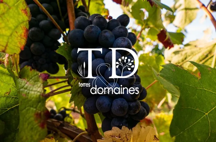 Terrain viticole en vente à Chateaumeillant - 72 ares en AOC Gamay