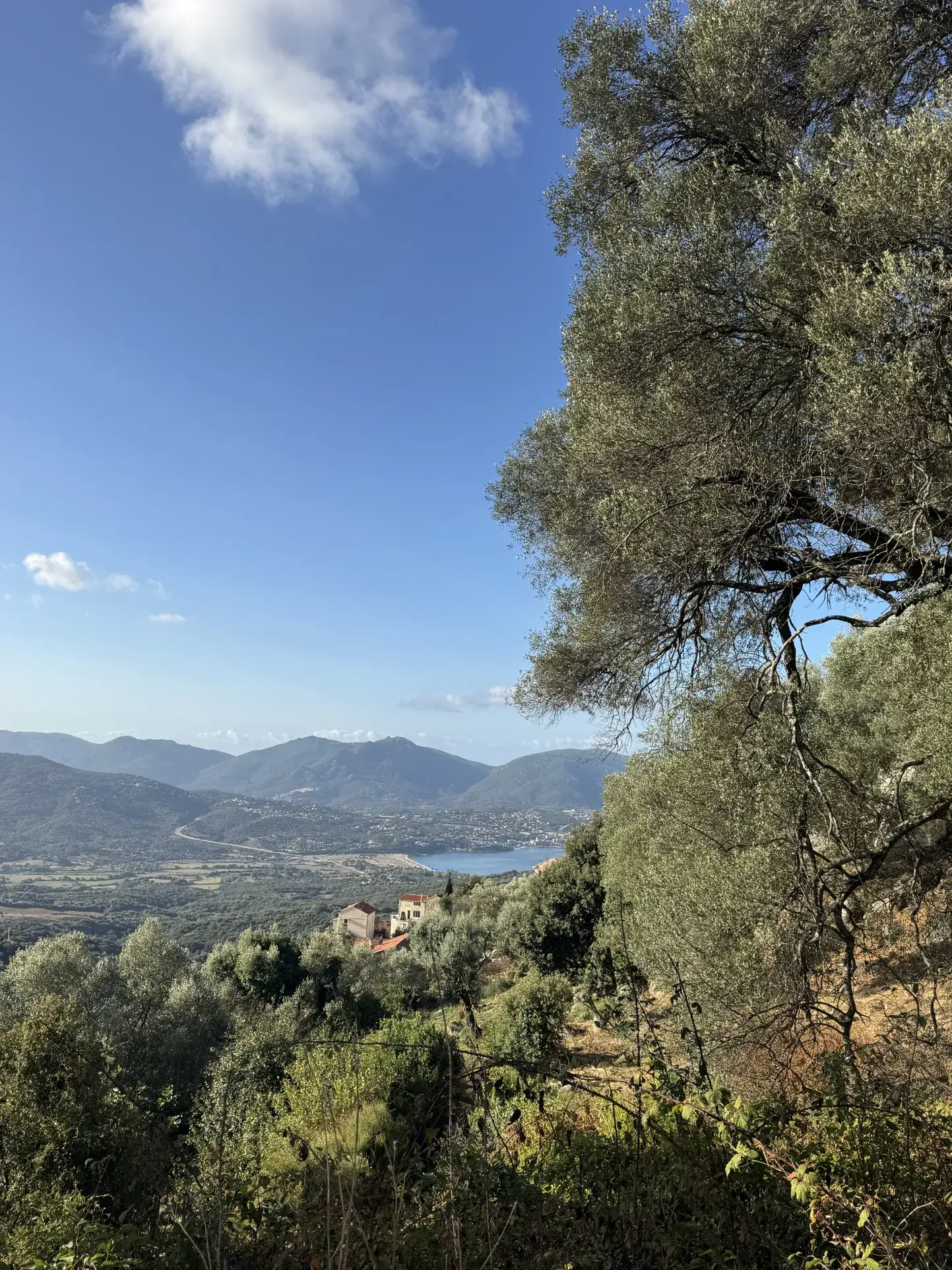 Terrain constructible avec vue mer à Olmeto en Corse du Sud