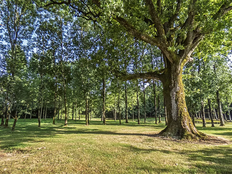 Terrain de loisir de 13 512 m² avec étangs, prairie et forêt à Nieul-le-Dolent 