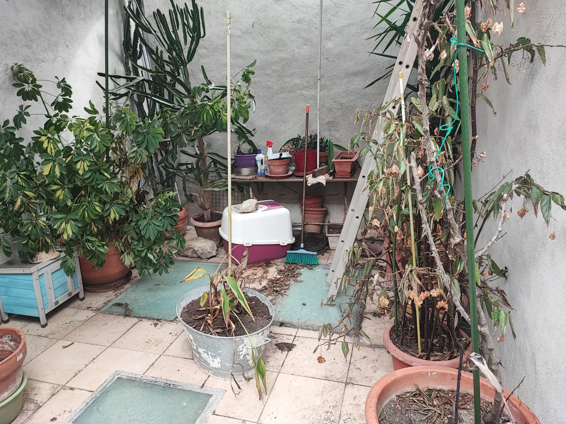 Maison de village à Cesseras avec terrasse, garage et potentiel d'aménagement 