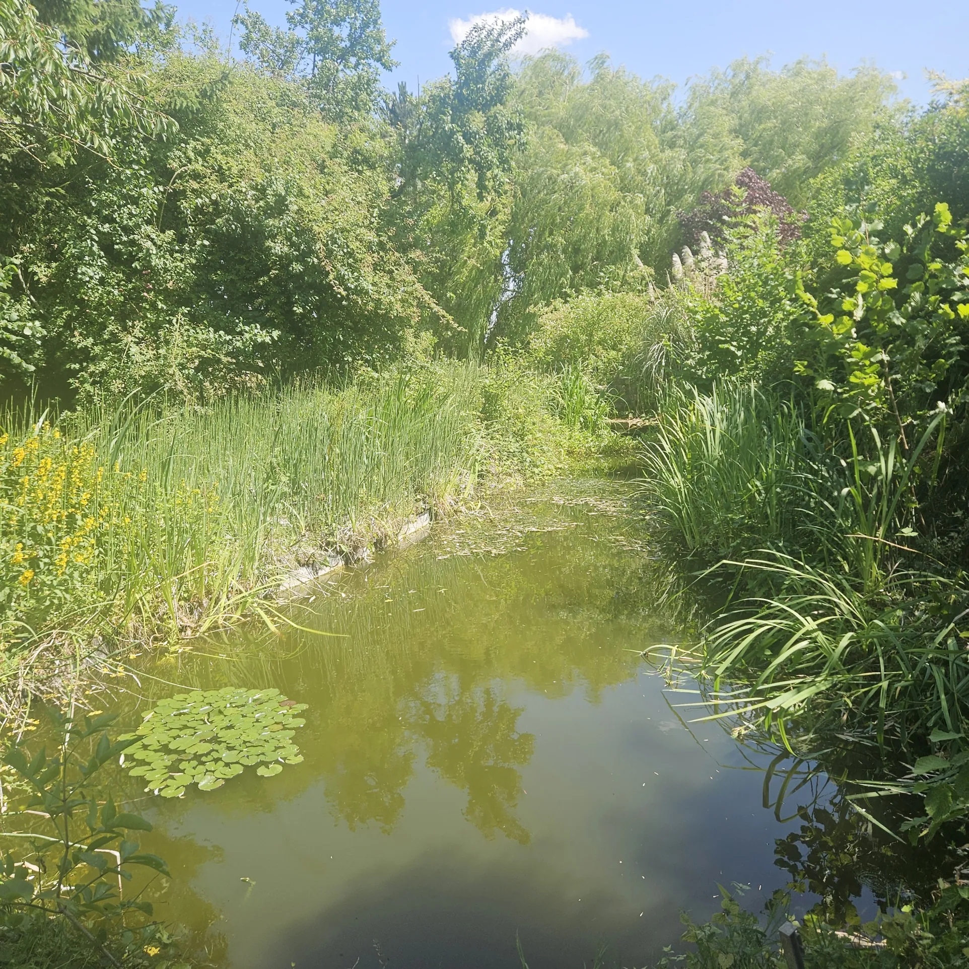 Terrain constructible de 2620 m² à Farbus avec petit plan d'eau