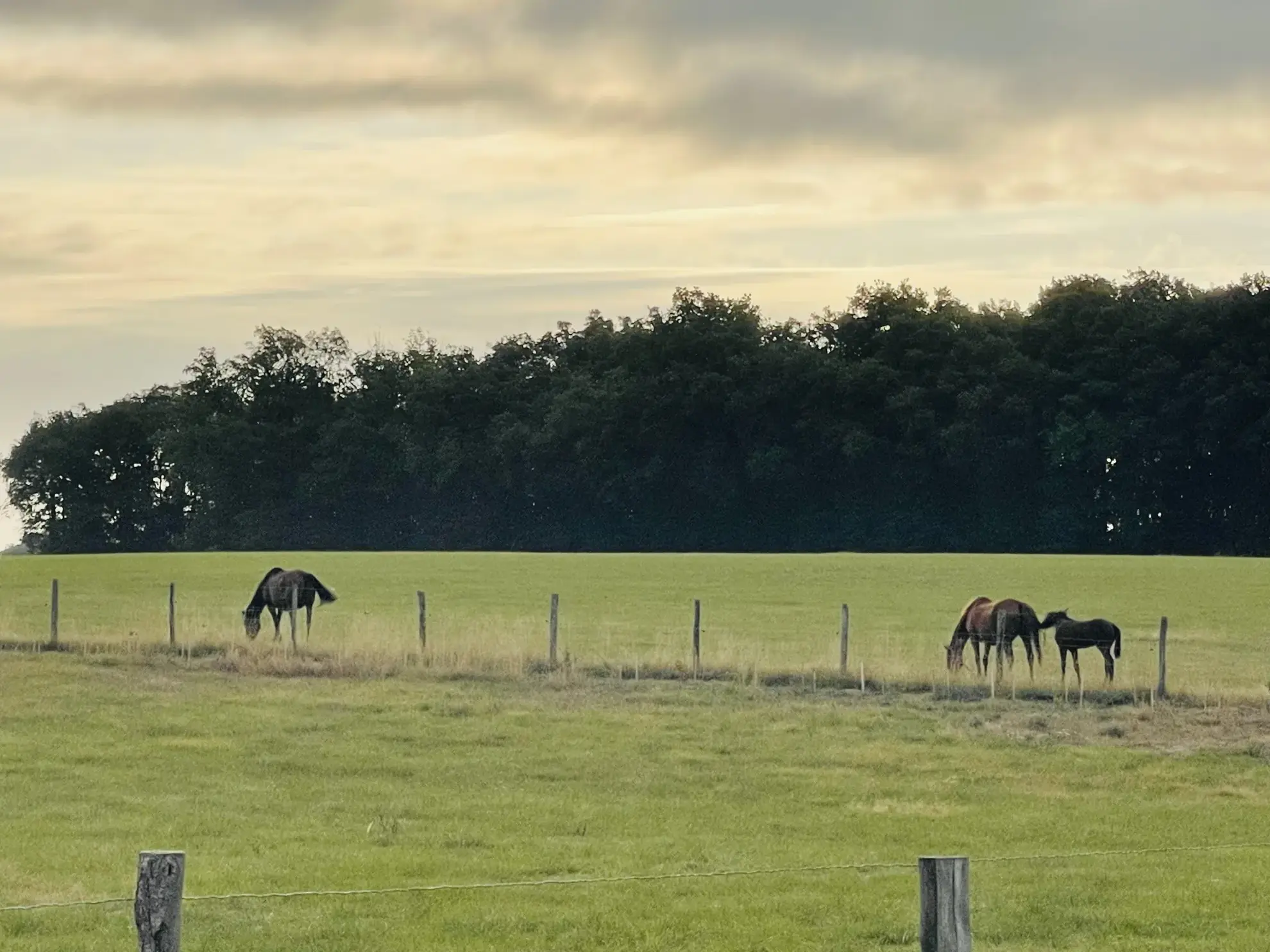 À vendre maison 106m² à Nieuil-l'Espoir avec parc boisé et garage 