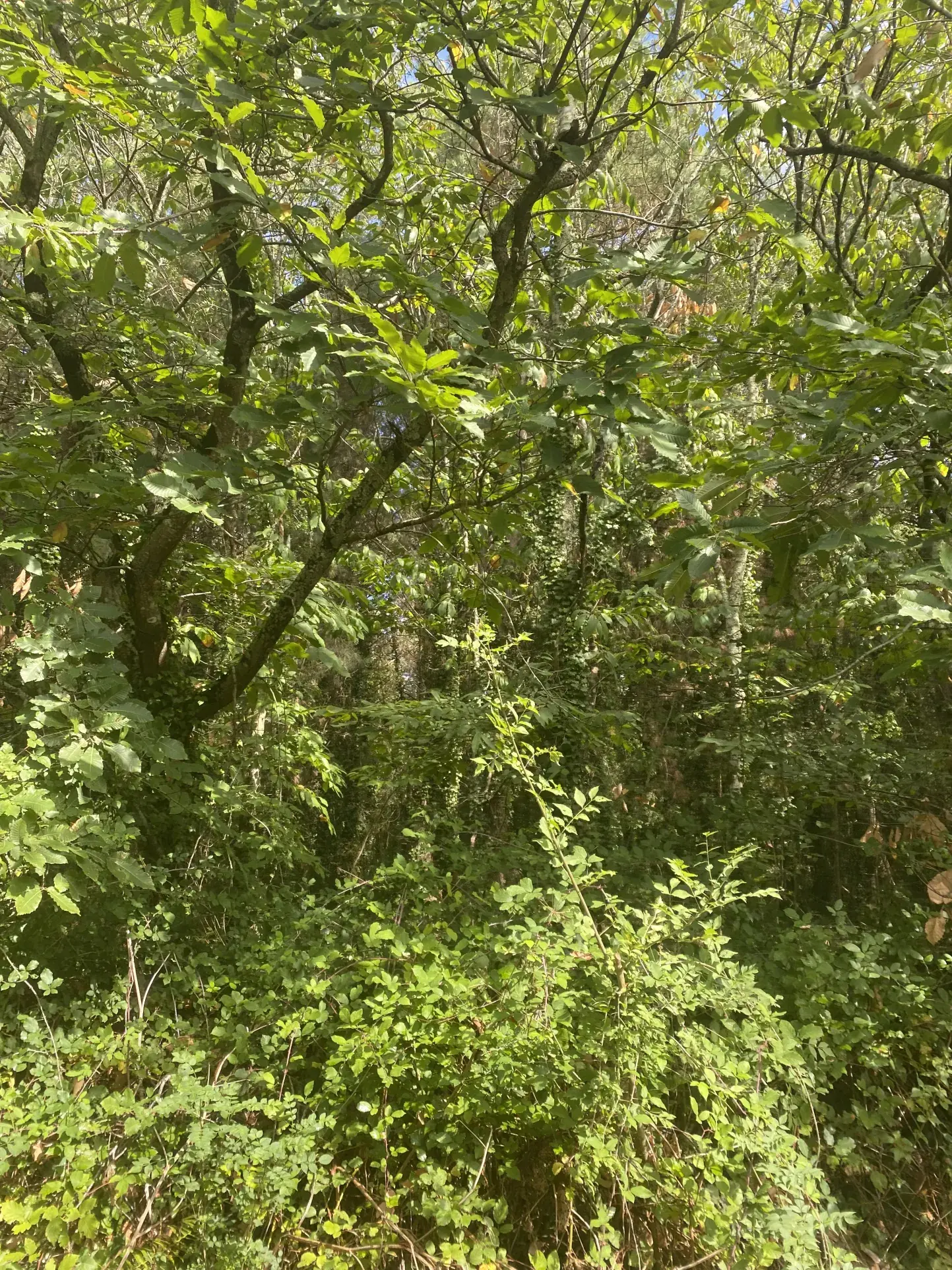 Terrain boisé de 19 300 m² à Saint-Gervais - Opportunité à saisir 