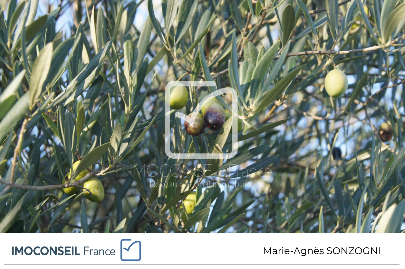 Magnifique terrain agricole clôturé de 5359 m² avec arbres fruitiers à St Restitut