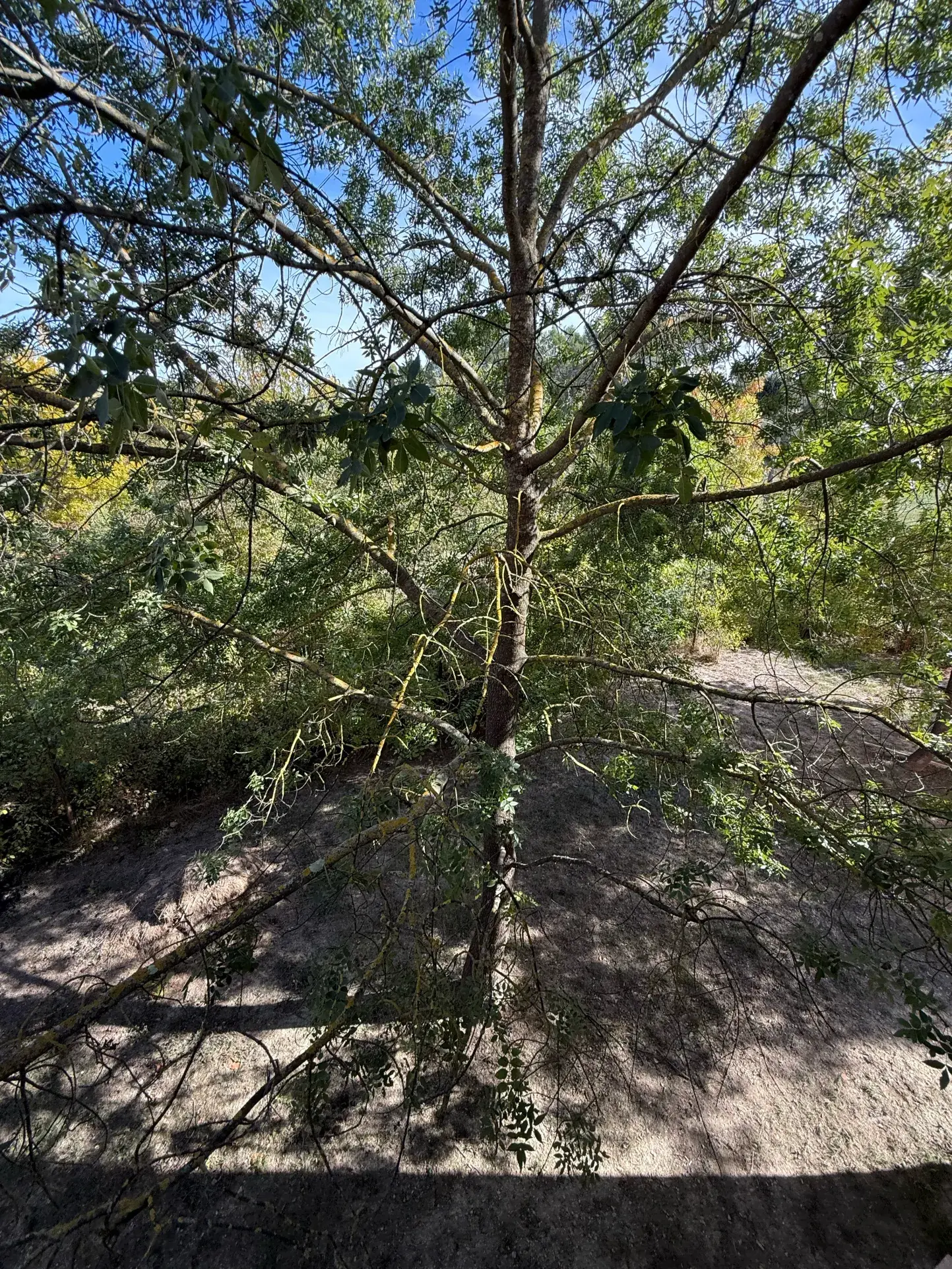 Villa moderne 2010 avec jardin sud et garage à Boisset et Gaujac 