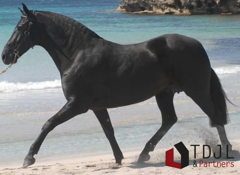 Domaine équestre de prestige dans les Baléares avec potentiel élevé