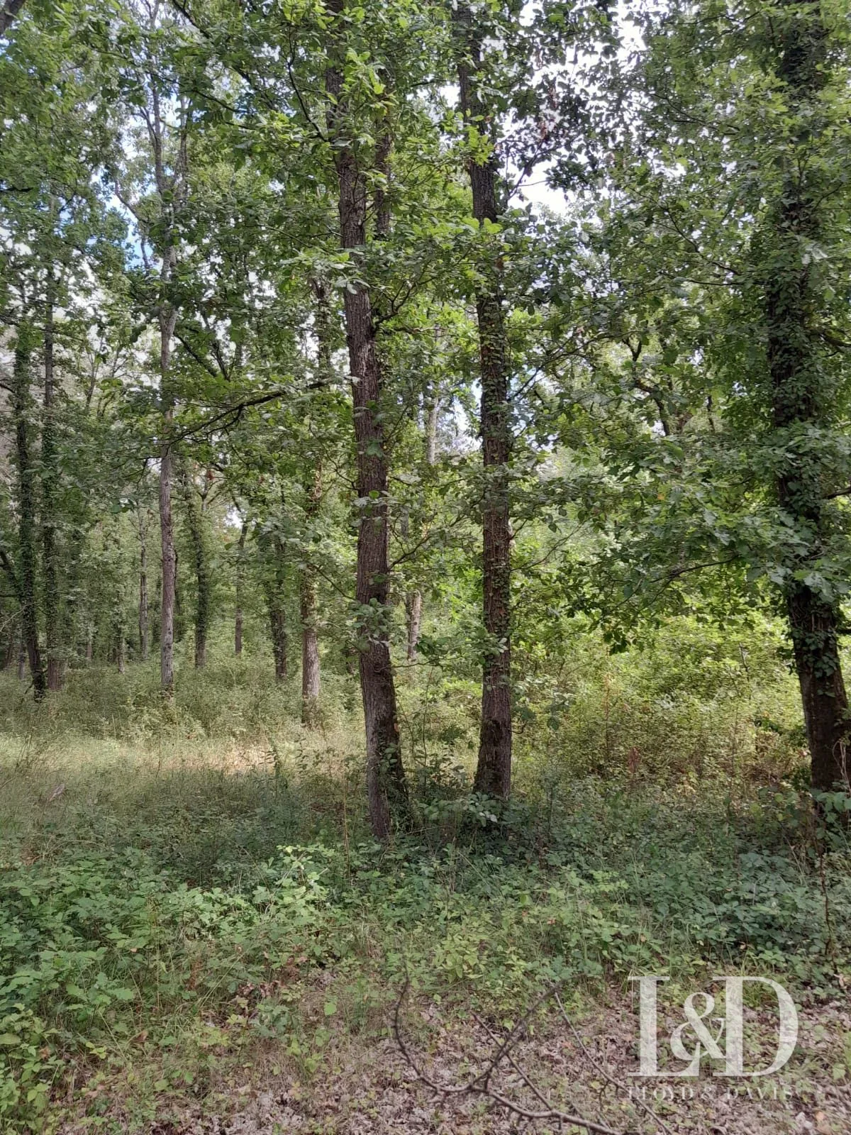 Parcelle de forêt à vendre à Poligny (77) dans une zone naturelle protégée