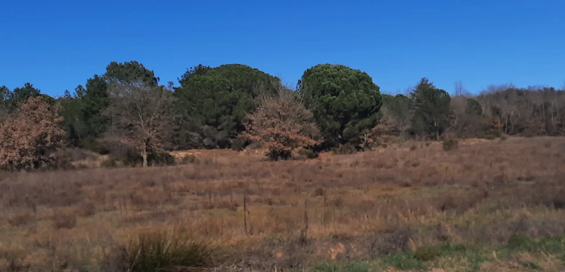 Terrain agricole à vendre à Saint-Jean-Pla-de-Corts - Exposition sud et grande superficie