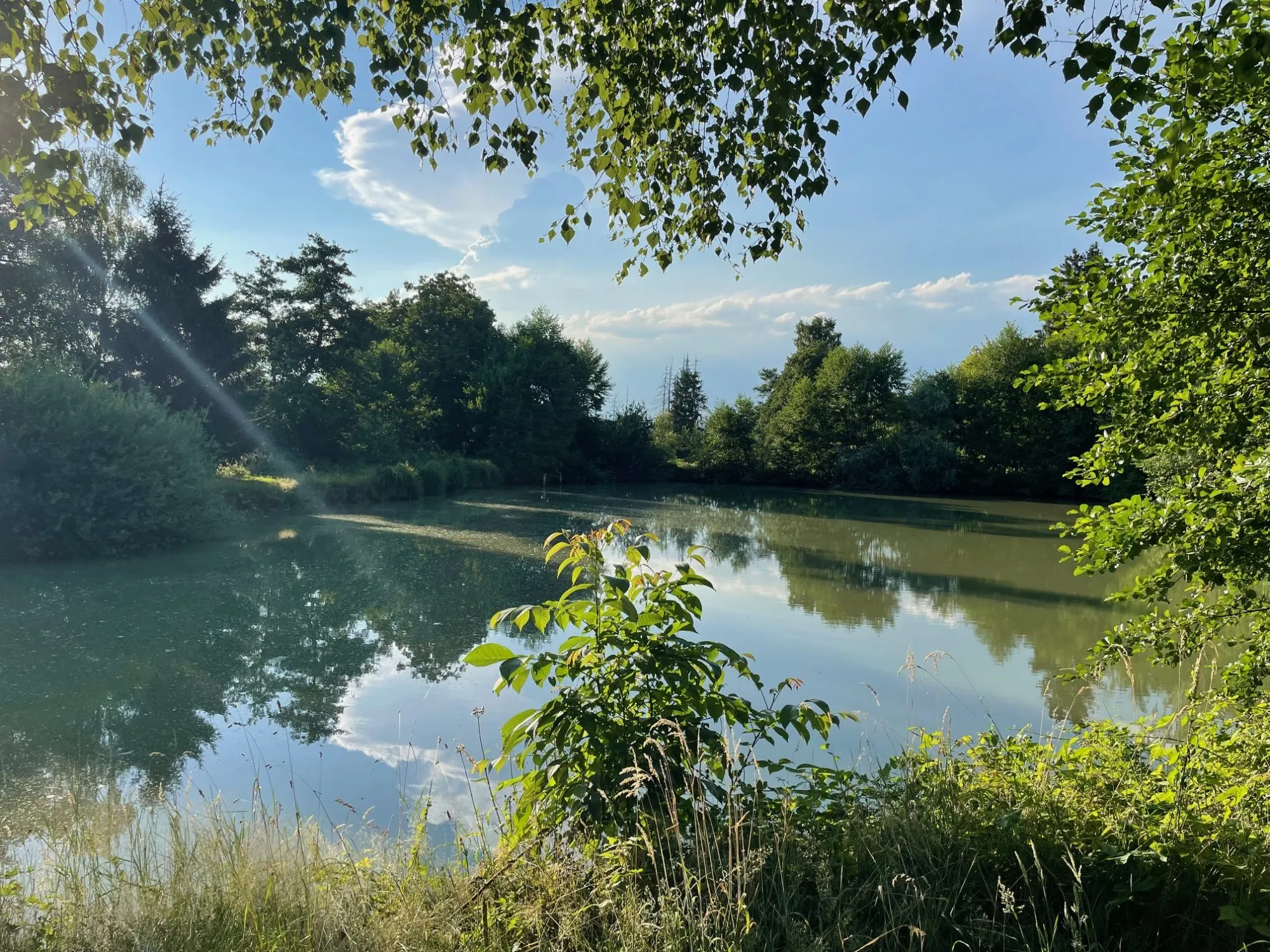 Terrain de 51 000 m² avec étang privé à Saint-Ulrich - Opportunité rare