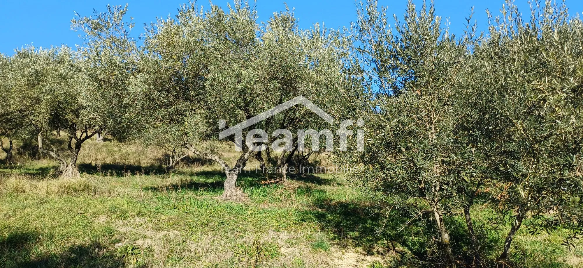 Terrain constructible avec oliviers centenaires à Vagnas, Ardèche 