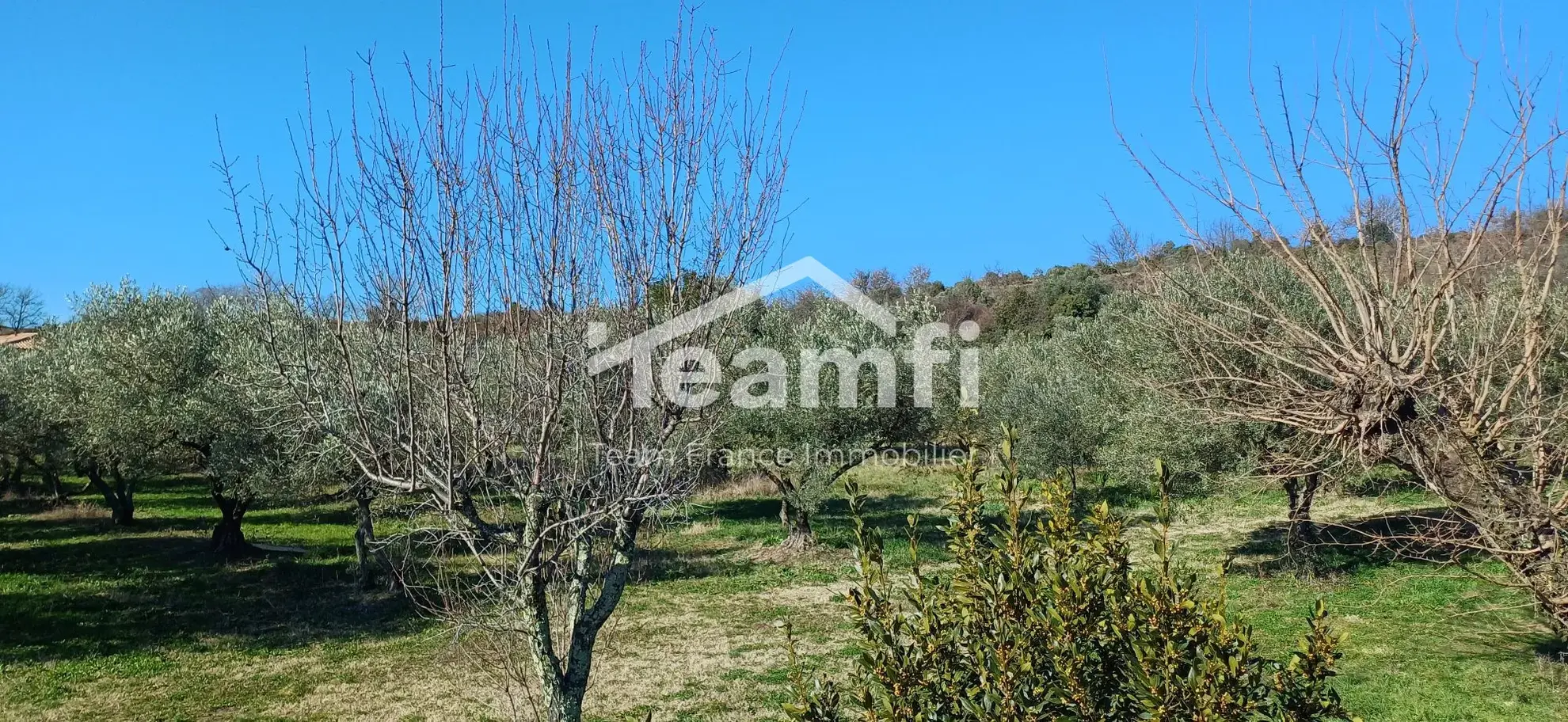 Terrain constructible avec oliviers centenaires à Vagnas, Ardèche 