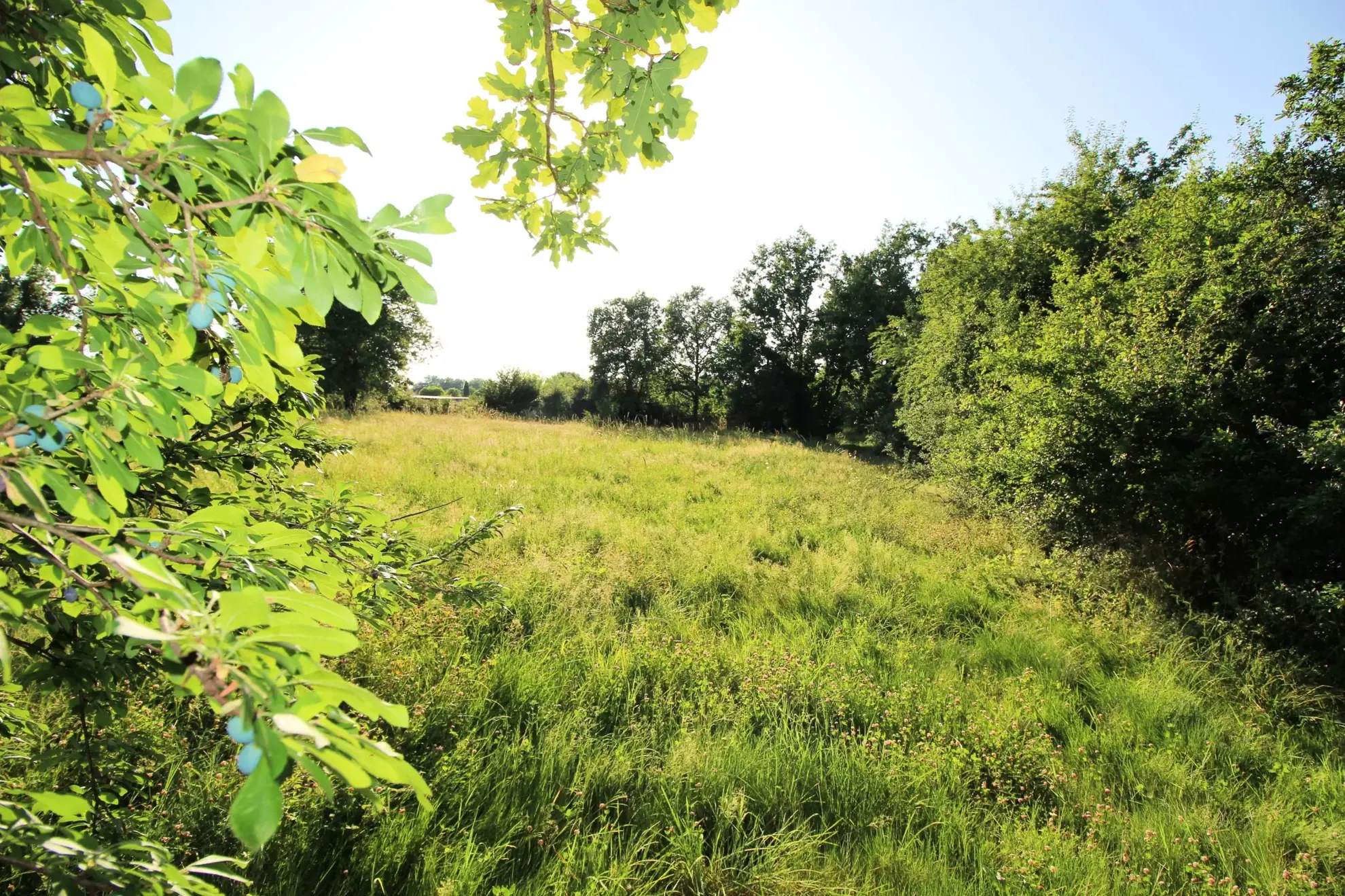 Terrain à bâtir de 1710 m² à Meauzac, viabilisé et prêt à construire 