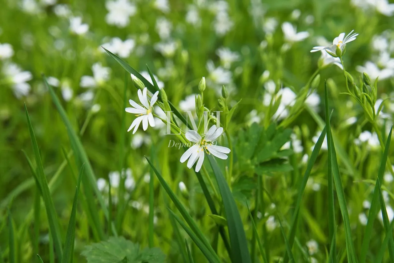 Terrain constructible de 641 m² à Pont-Scorff près de Lorient