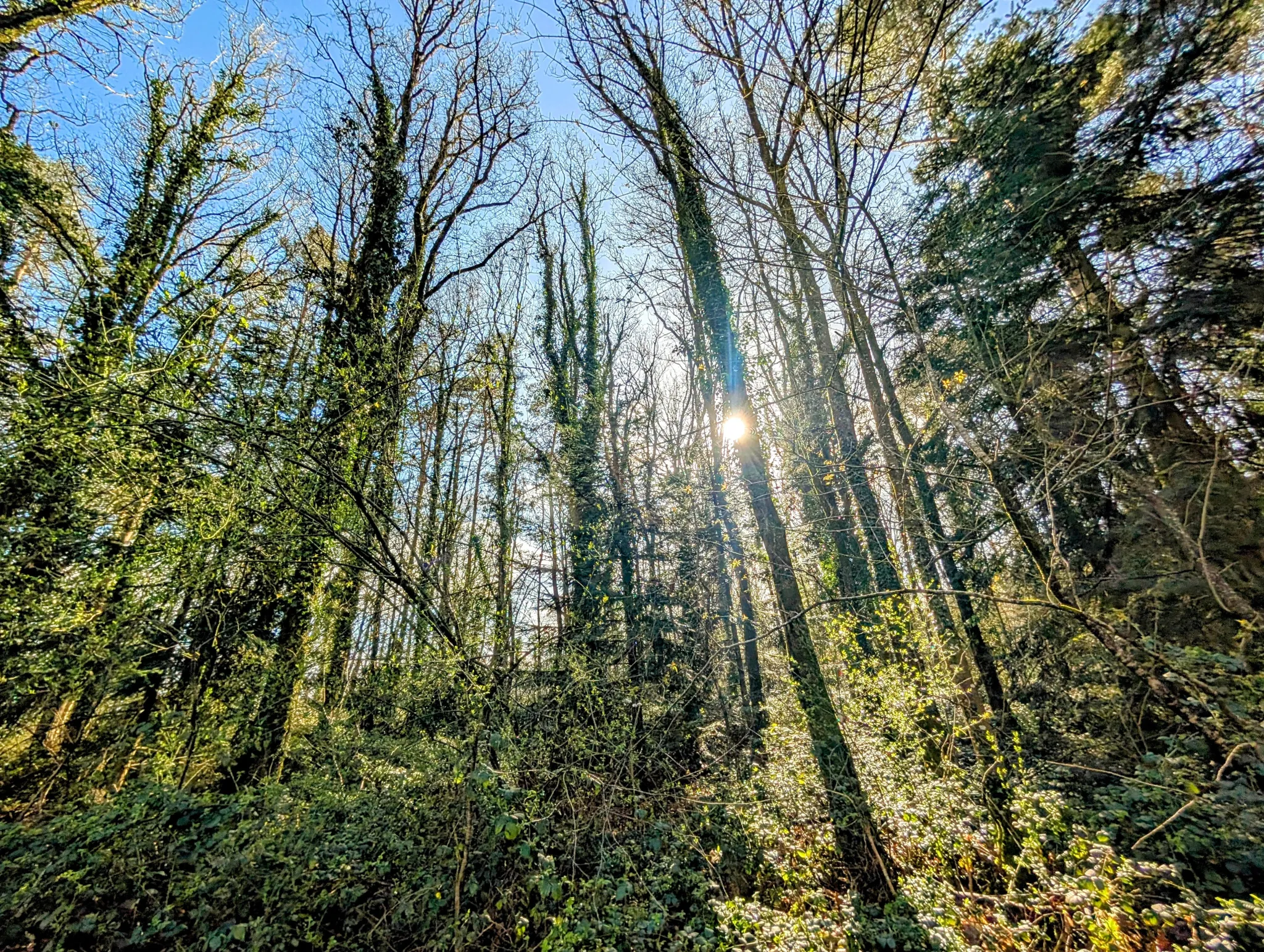 Terrain boisé non constructible de 6471 m² à vendre à Beignon en Brocéliande 