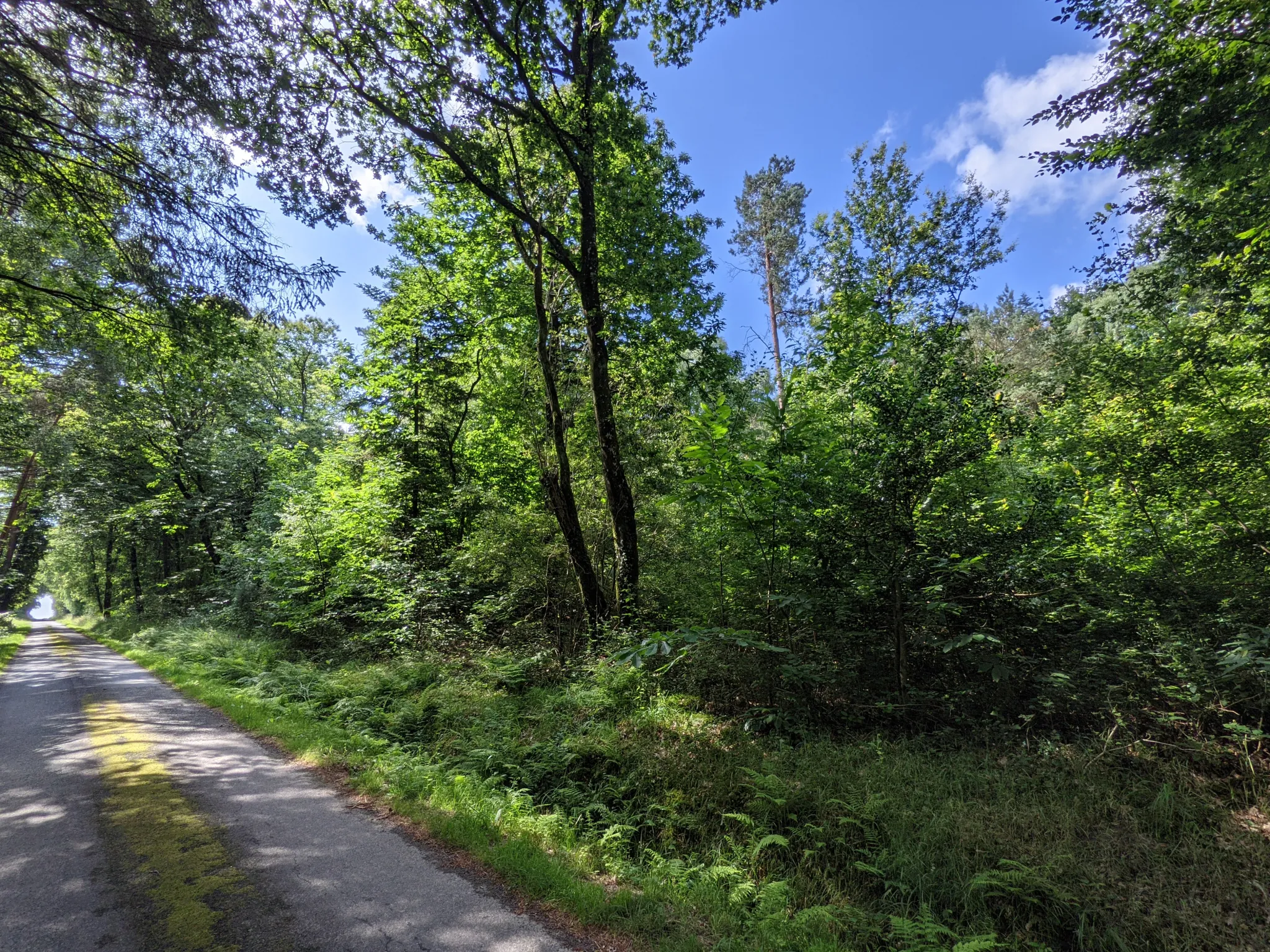 Terrain boisé non constructible de 6471 m² à vendre à Beignon en Brocéliande 
